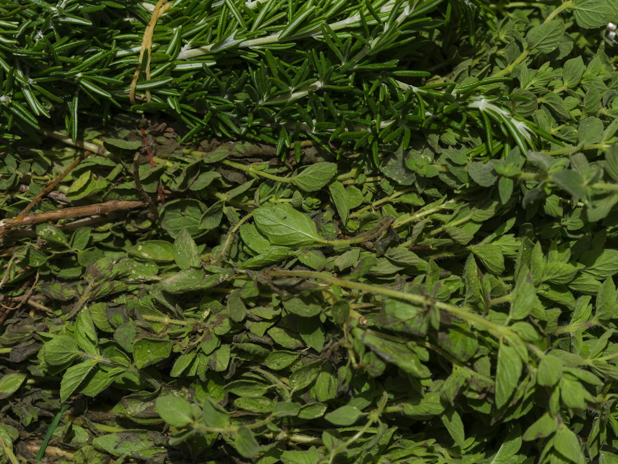 Bouquets de romarin et d’origan frais, des plantes comme celles utilisées dans la vapeur du temazcal
