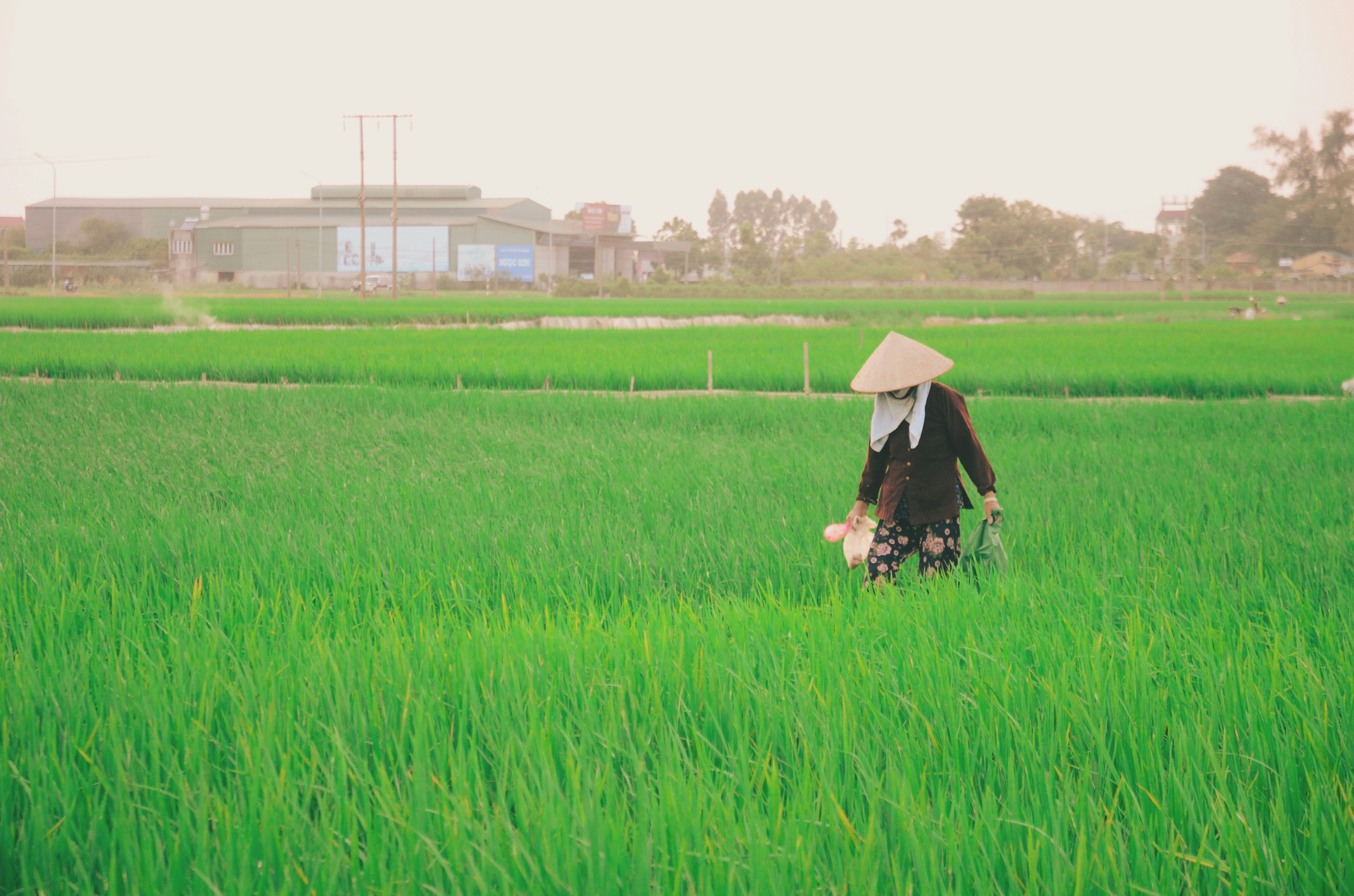 Person in conical hat walking rice - Free Photo on Unsplash