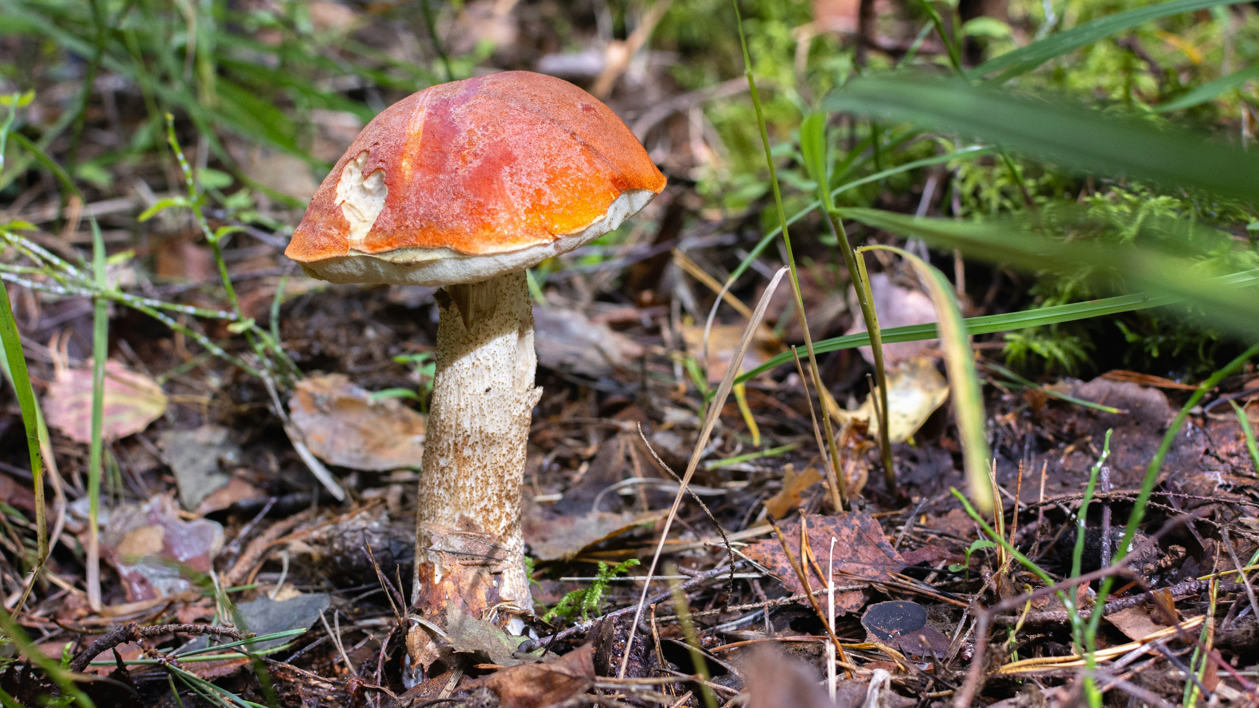 An orange-capped mushroom with a speckled stalk growing on a forest floor