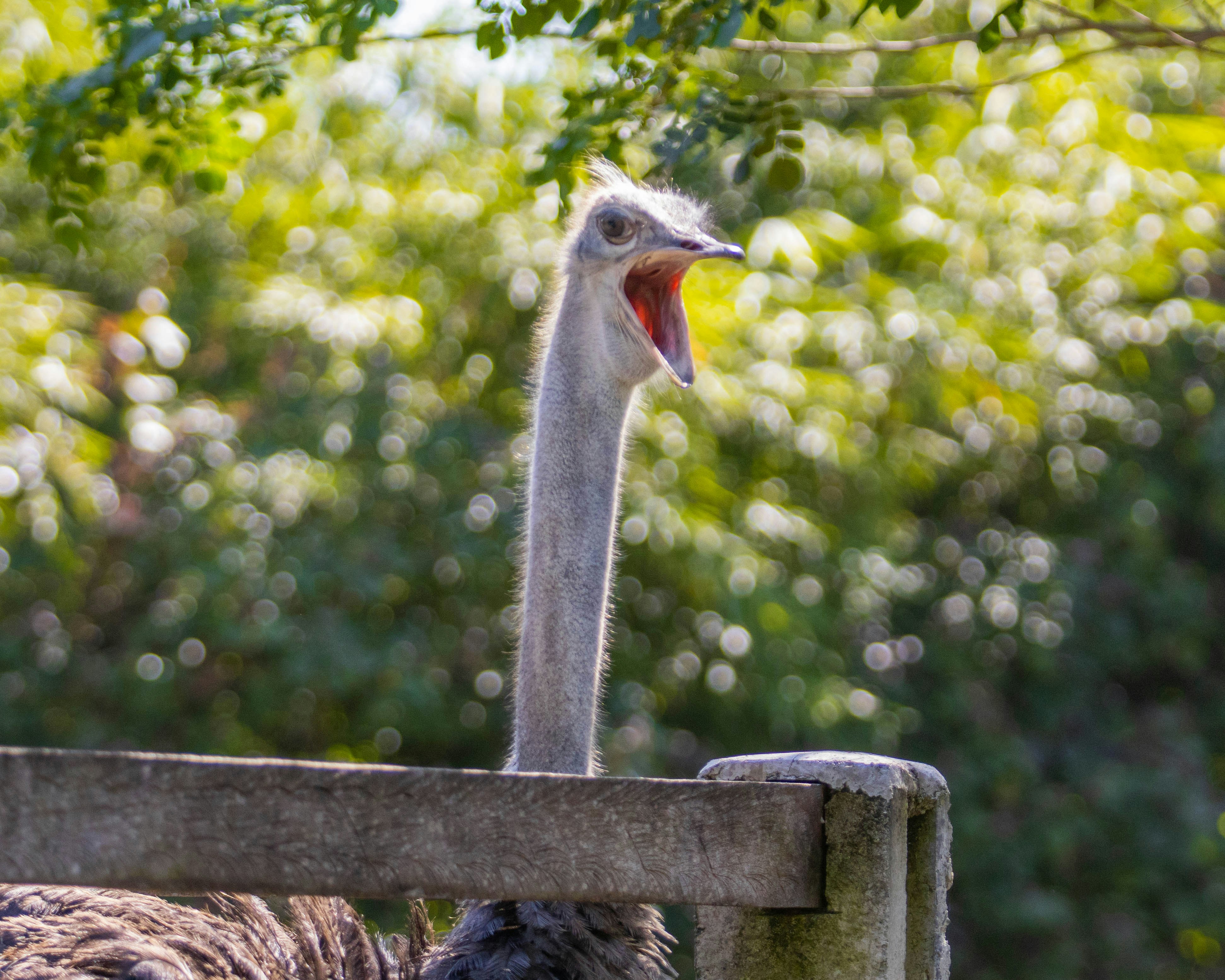 An ostrich with its beak open behind a wooden fence in a park