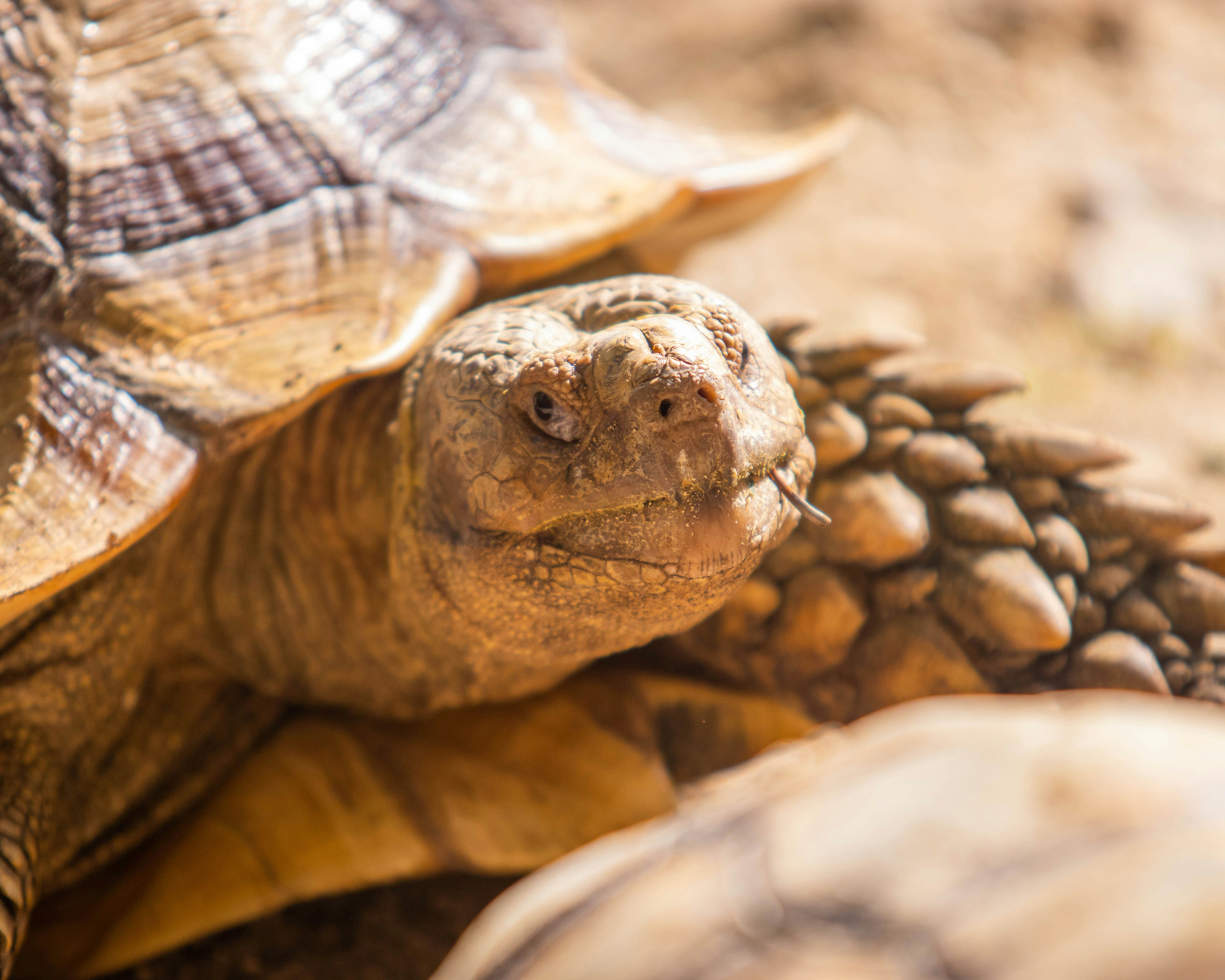 A close-up of a tortoise head with a small tongue protruding