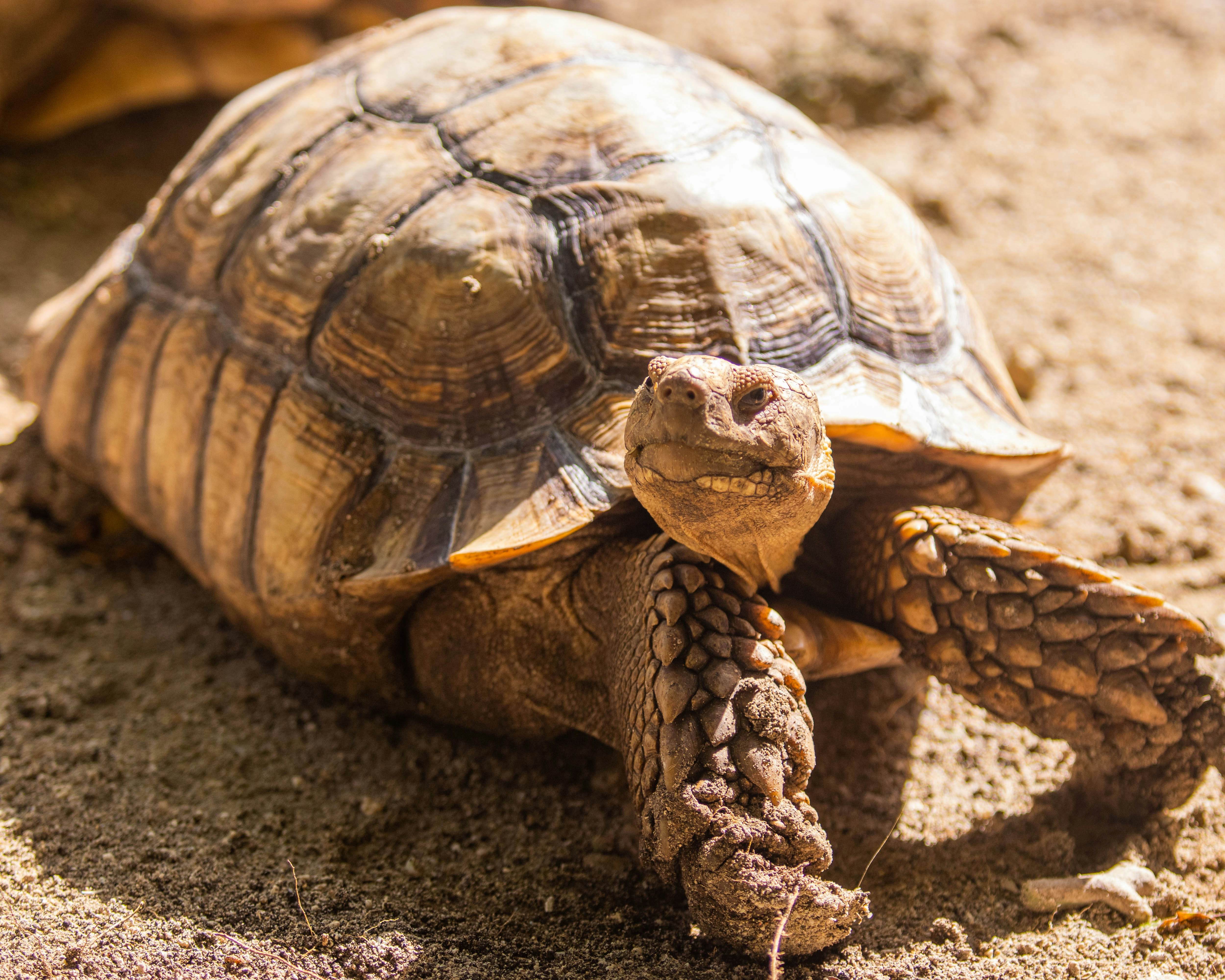 A large tortoise with a textured brown shell on dry sandy ground