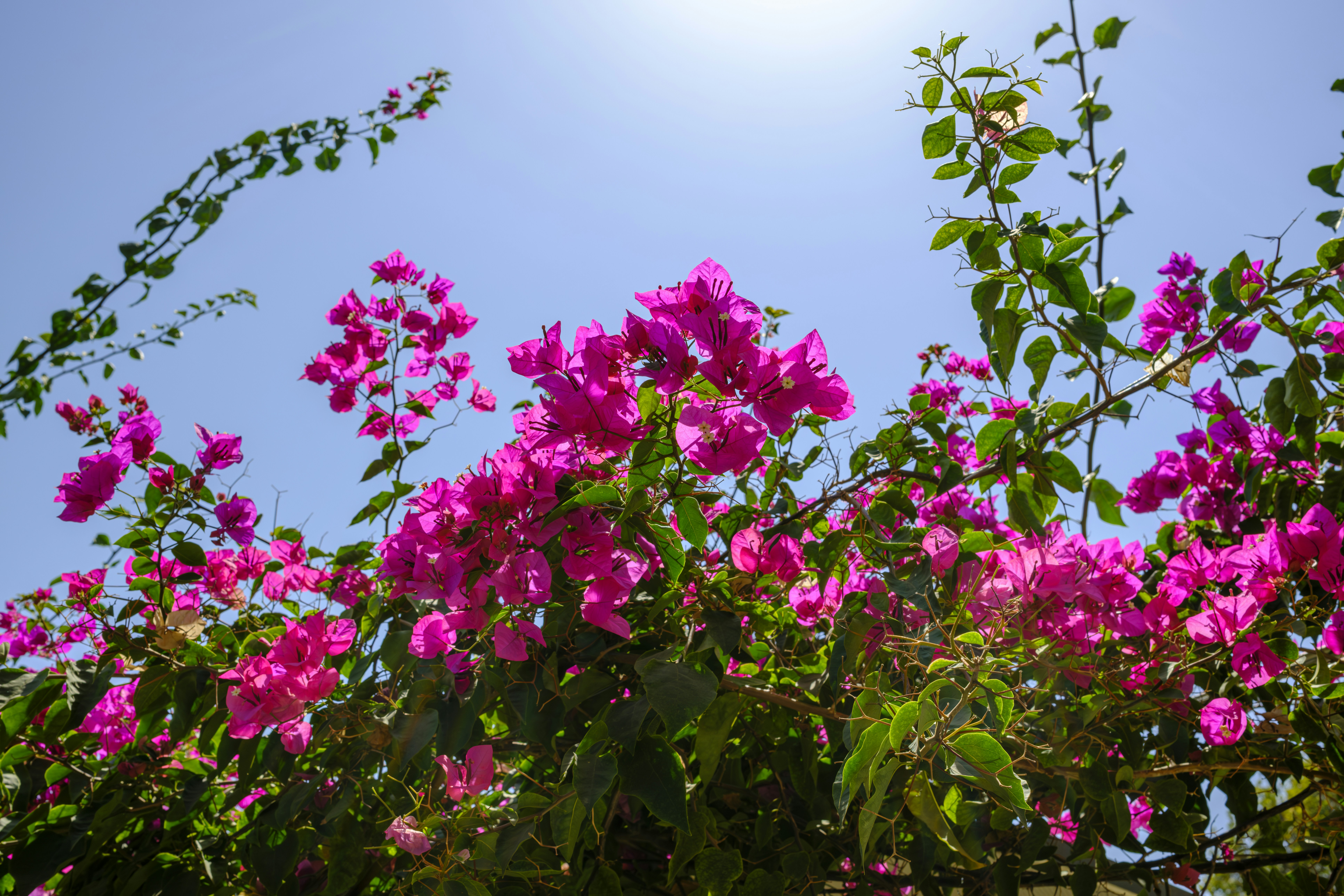 Vibrant pink bougainvillea flowers blooming on branches against a clear blue sky