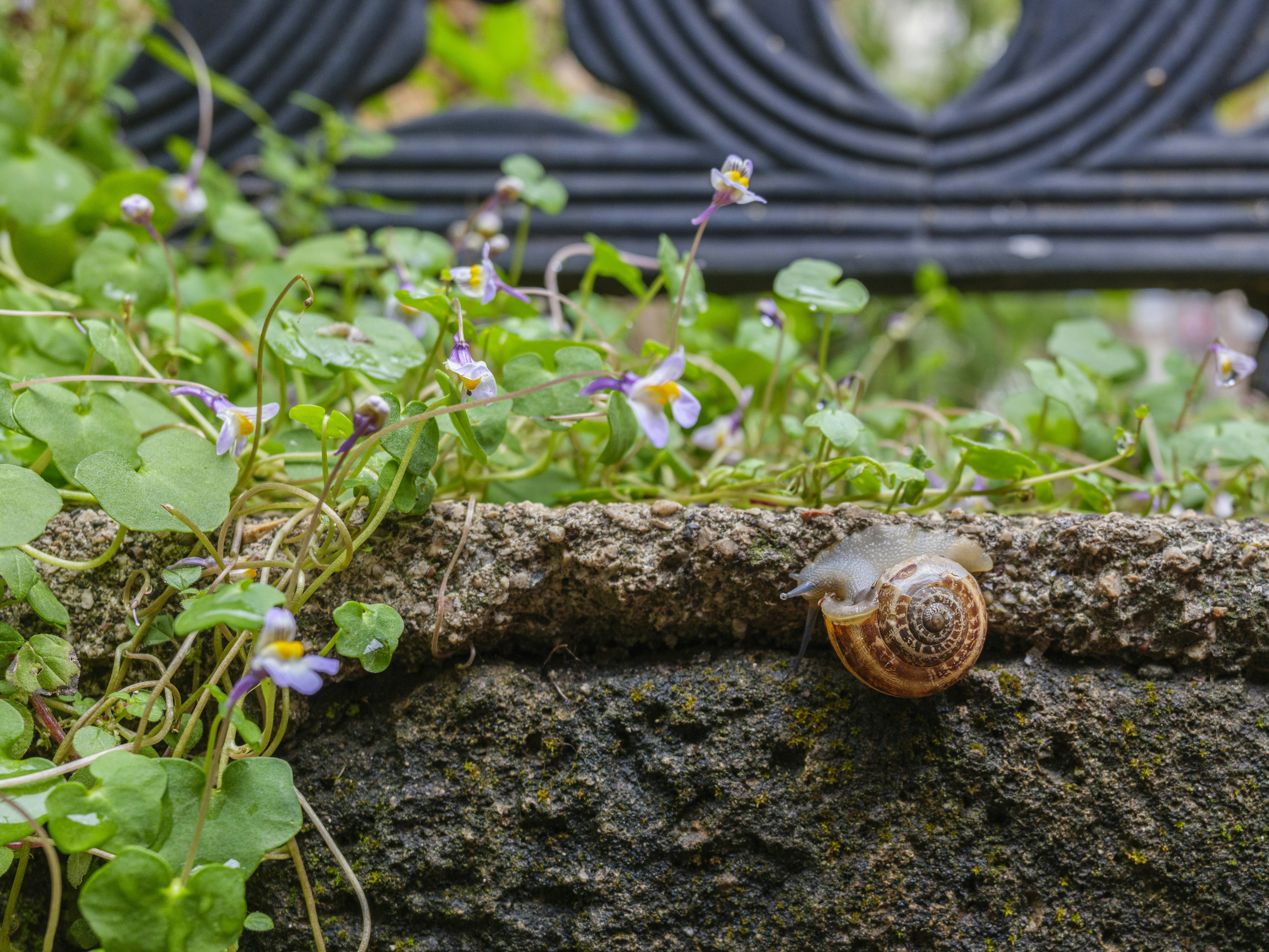 A garden snail crawling on a stone ledge near small purple flowers
