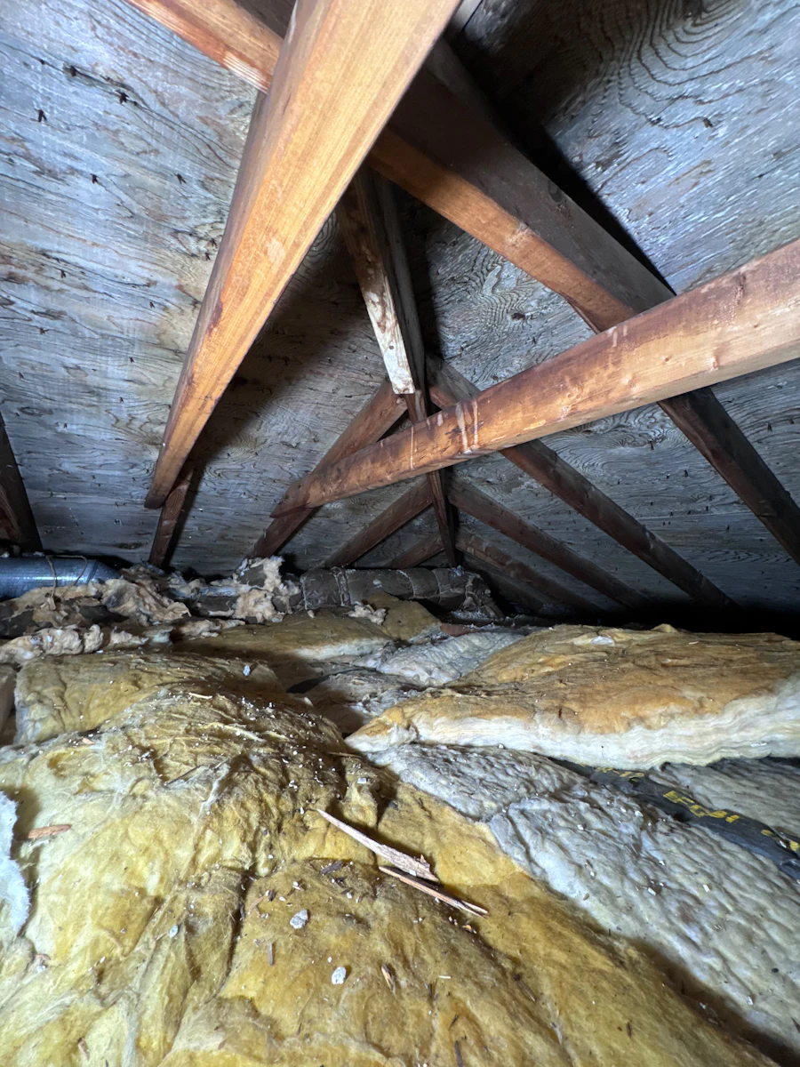 Old, tired insulation in a Florida attic