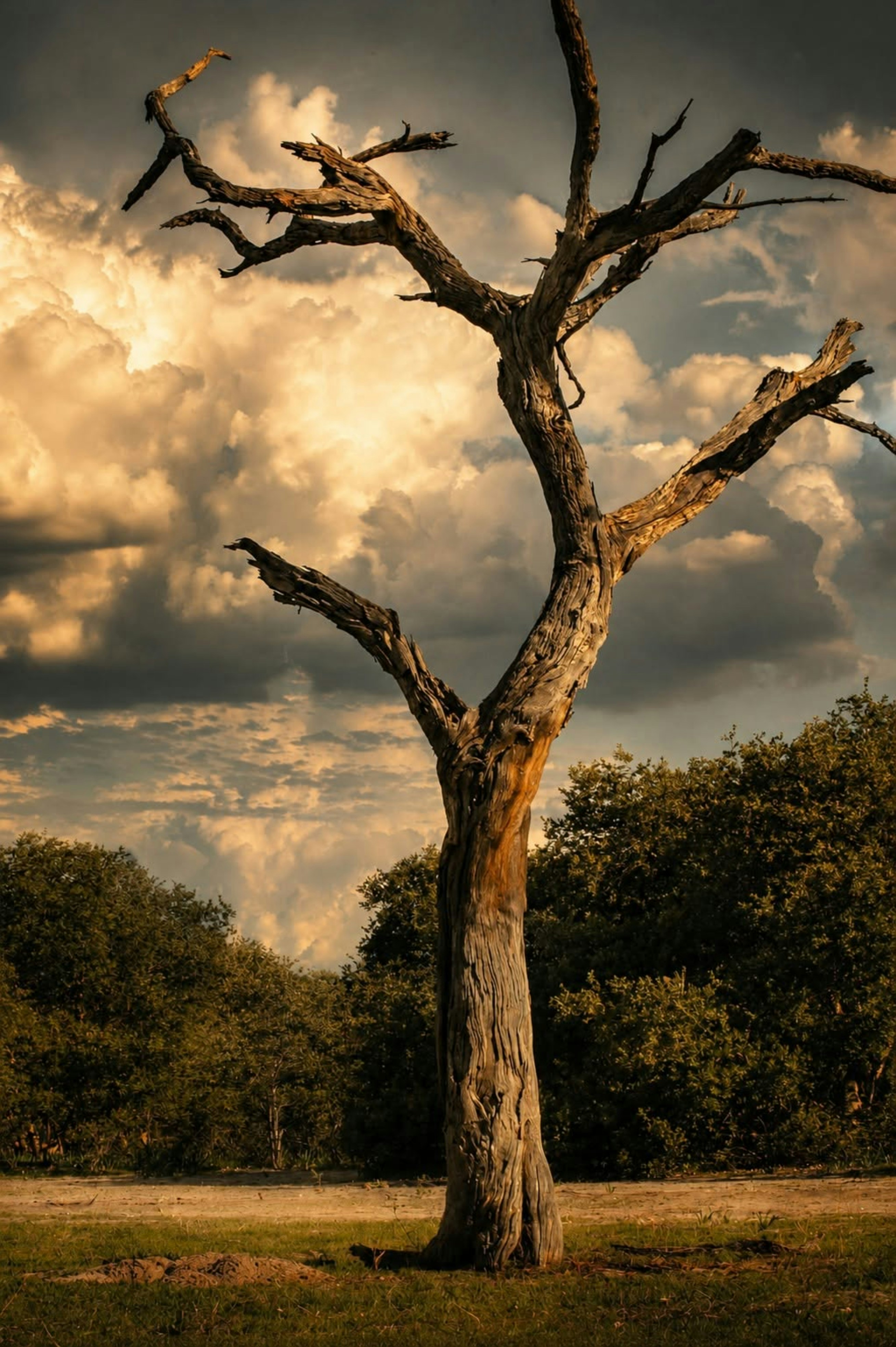 A dead tree with bare branches against a cloudy sky at golden hour
