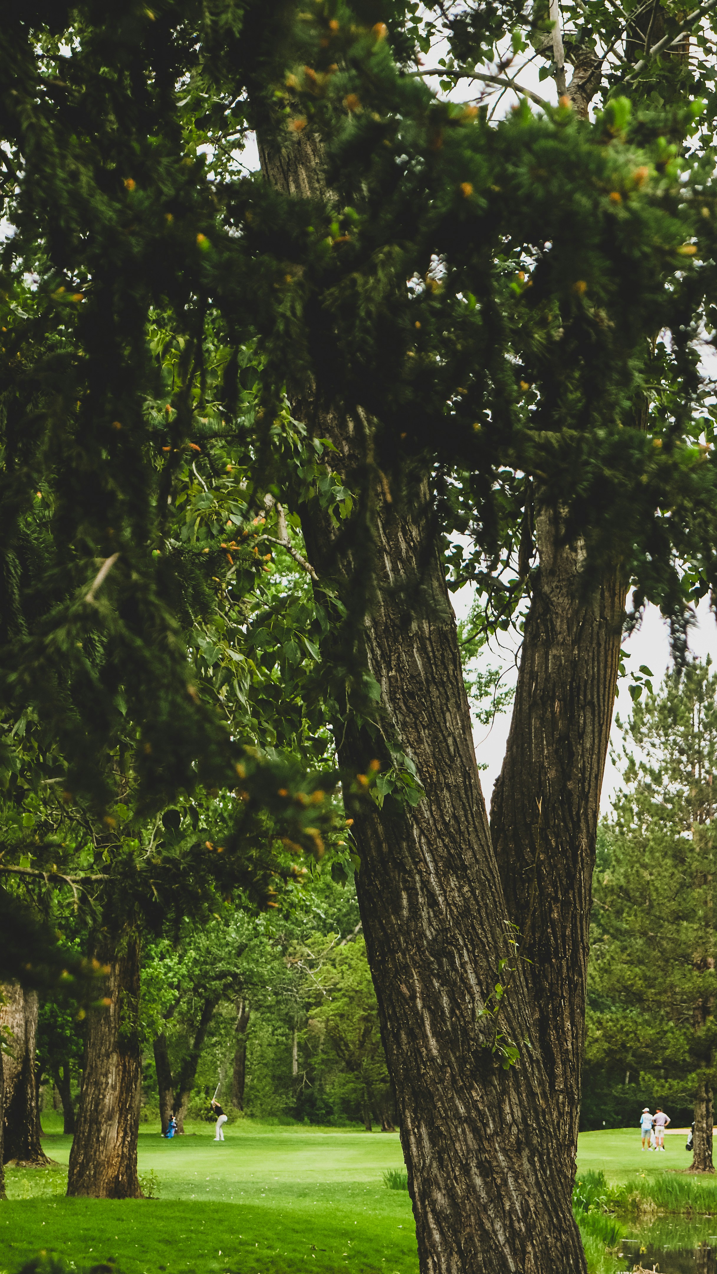 A golfer swinging a club on a green course framed by large trees
