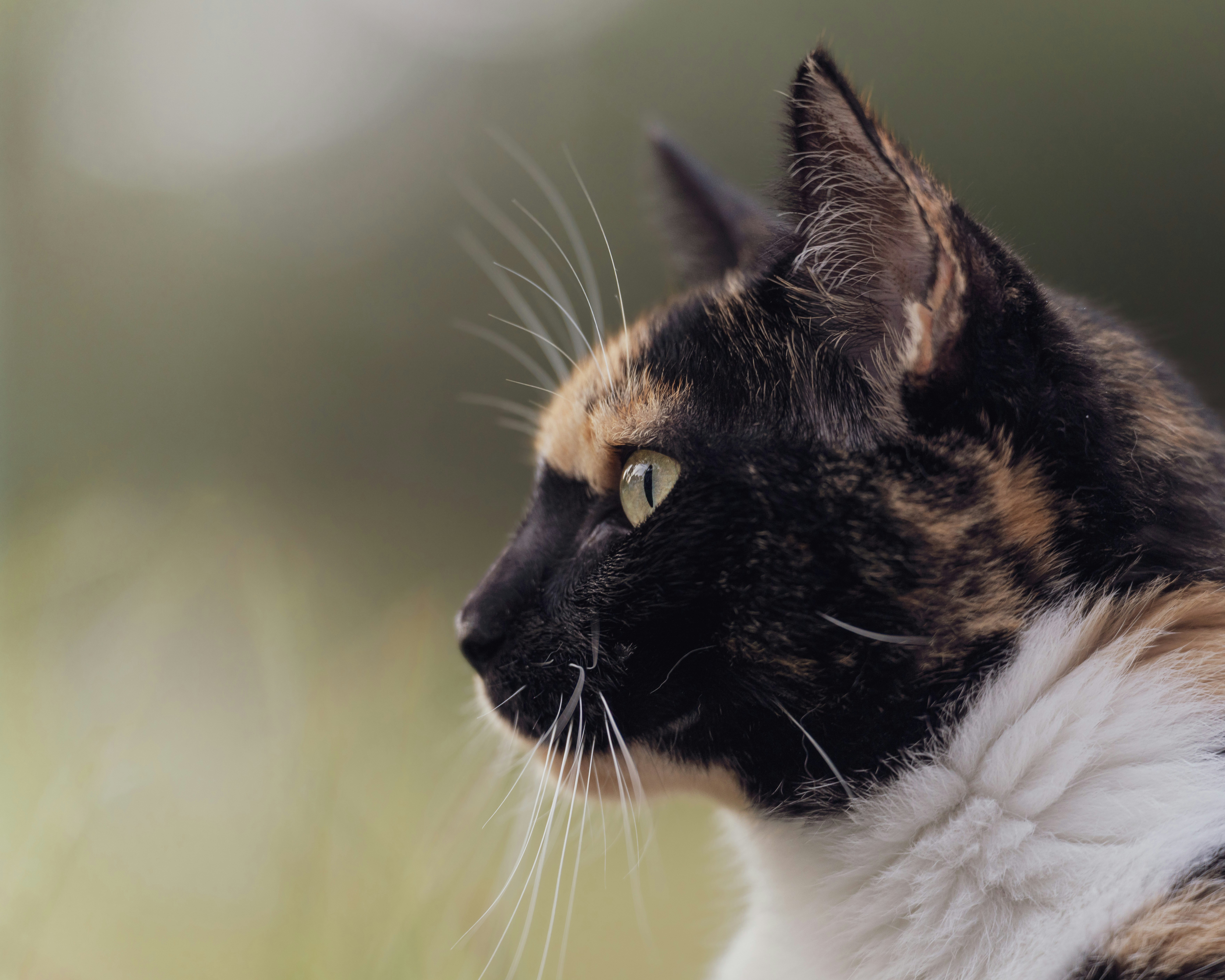 Profile view of a calico cat with white chest fur against a blurred background