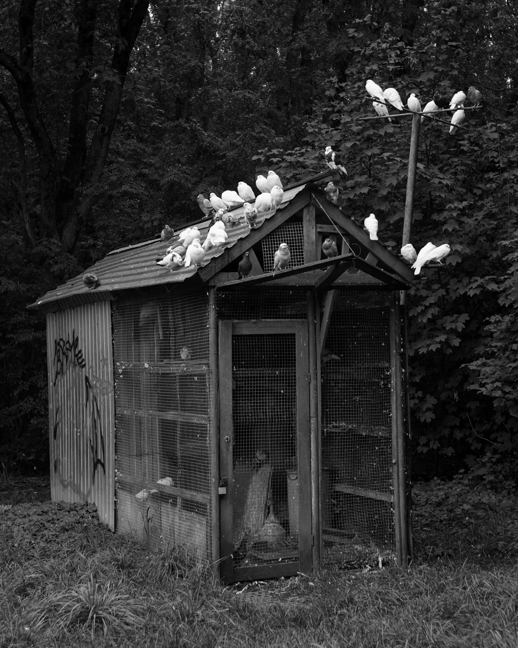 White pigeons lined along the roof of a small wire-fronted backyard loft