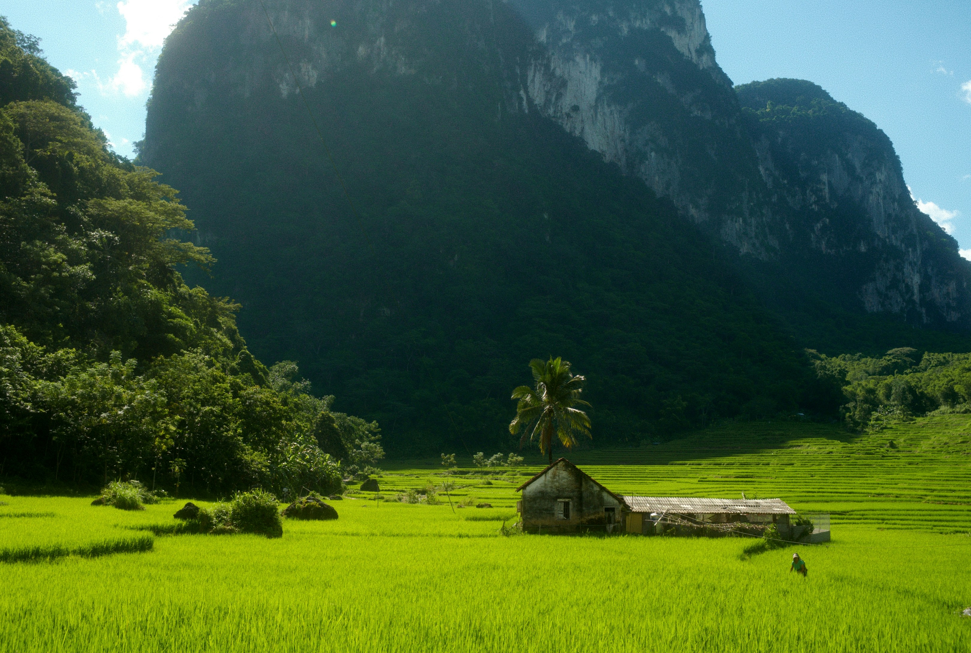 A small house in a vibrant green rice field beneath towering limestone cliffs