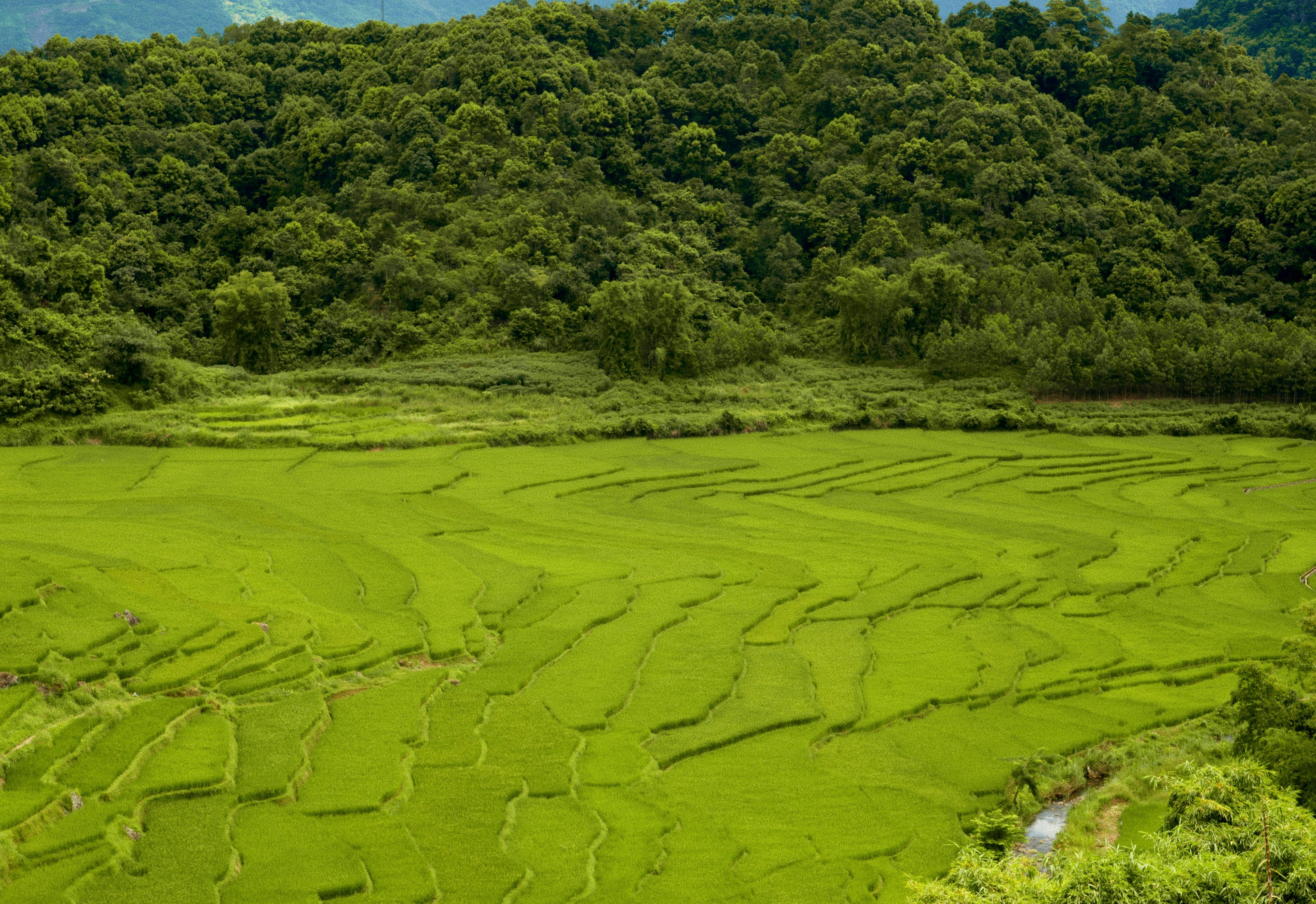Lush green terraced rice paddies below a dense forest on a hillside