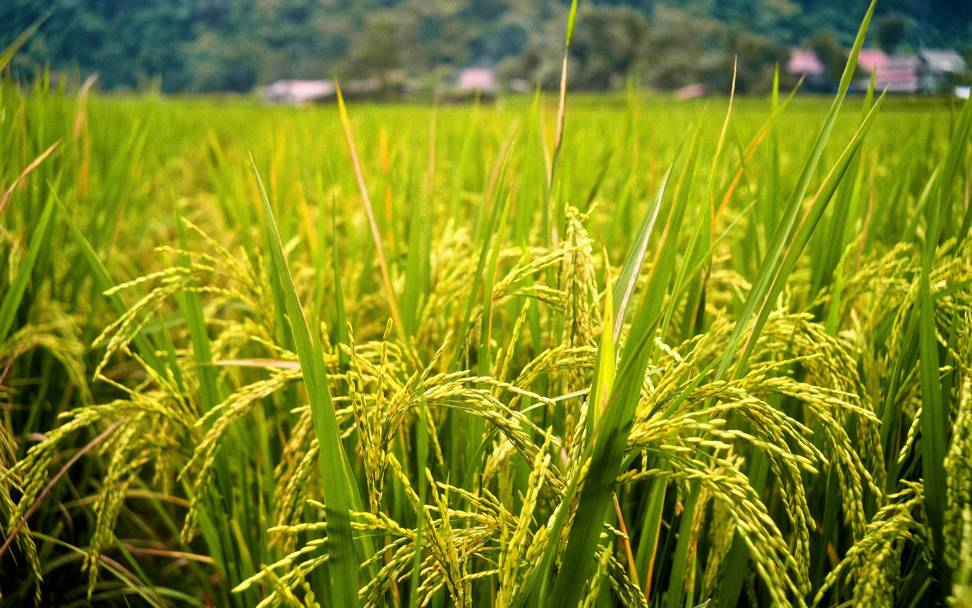 Rice stalks in a Vietnamese field