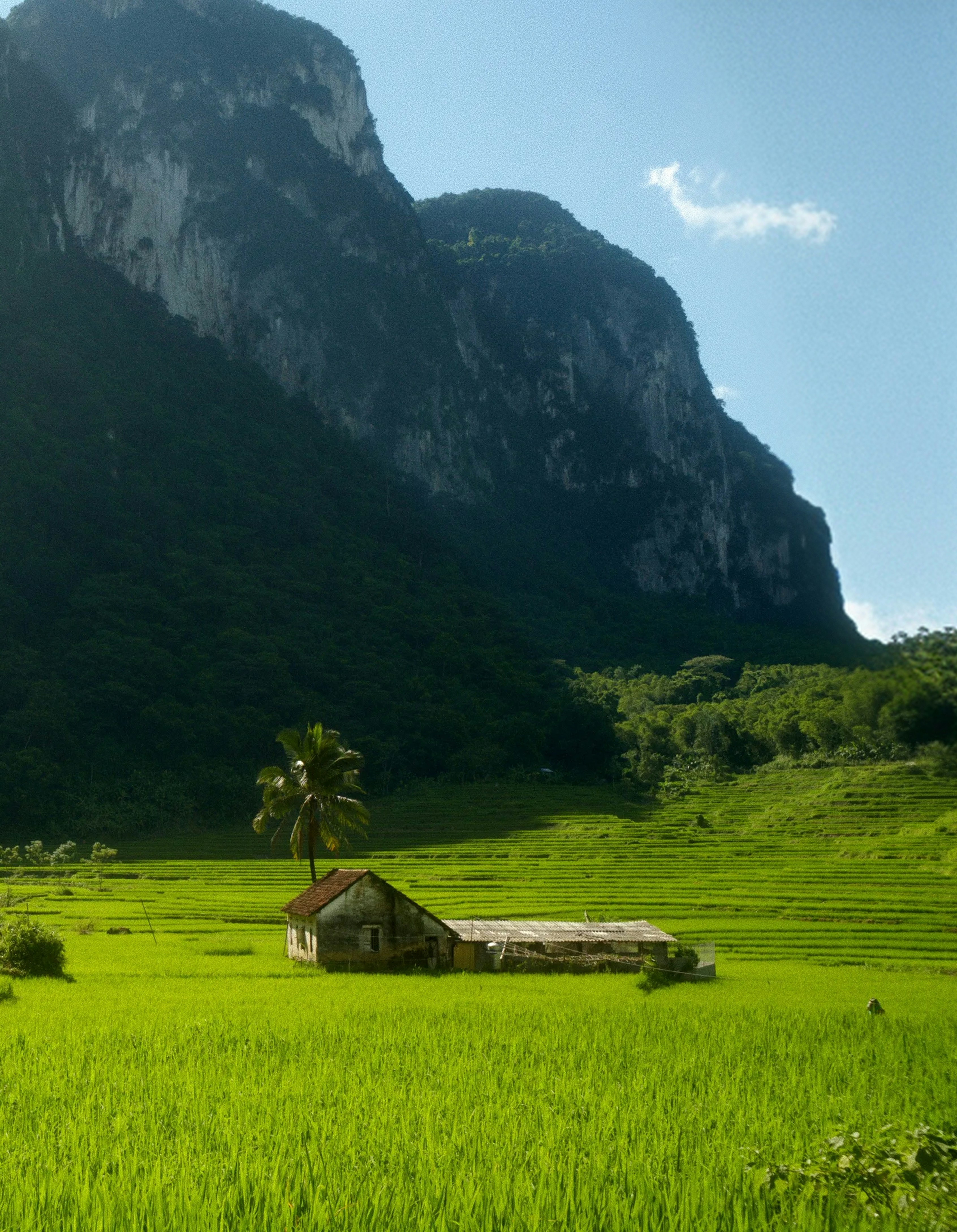 A small house with a palm tree in a vibrant green rice field