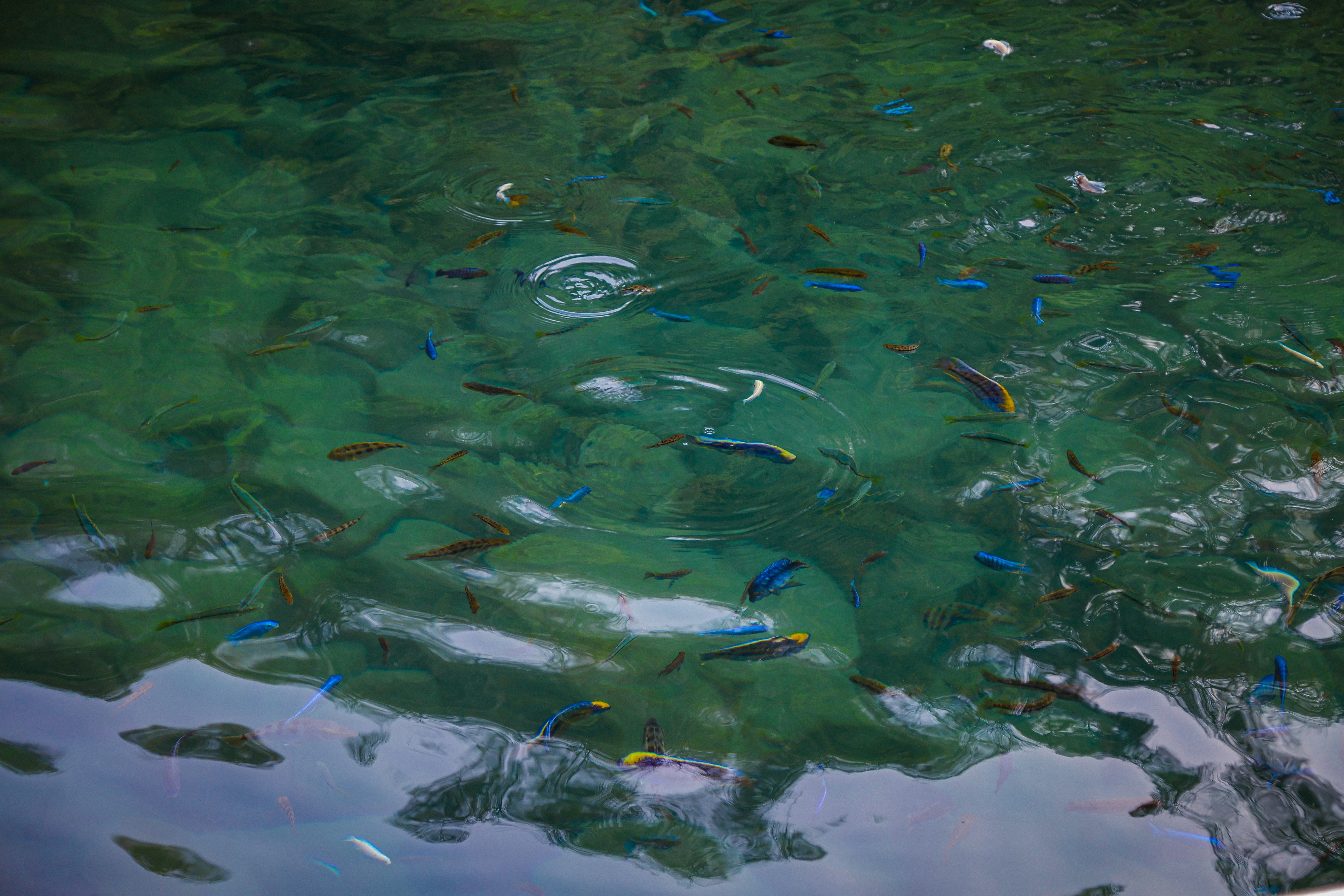 Small colourful fish swimming in clear green water