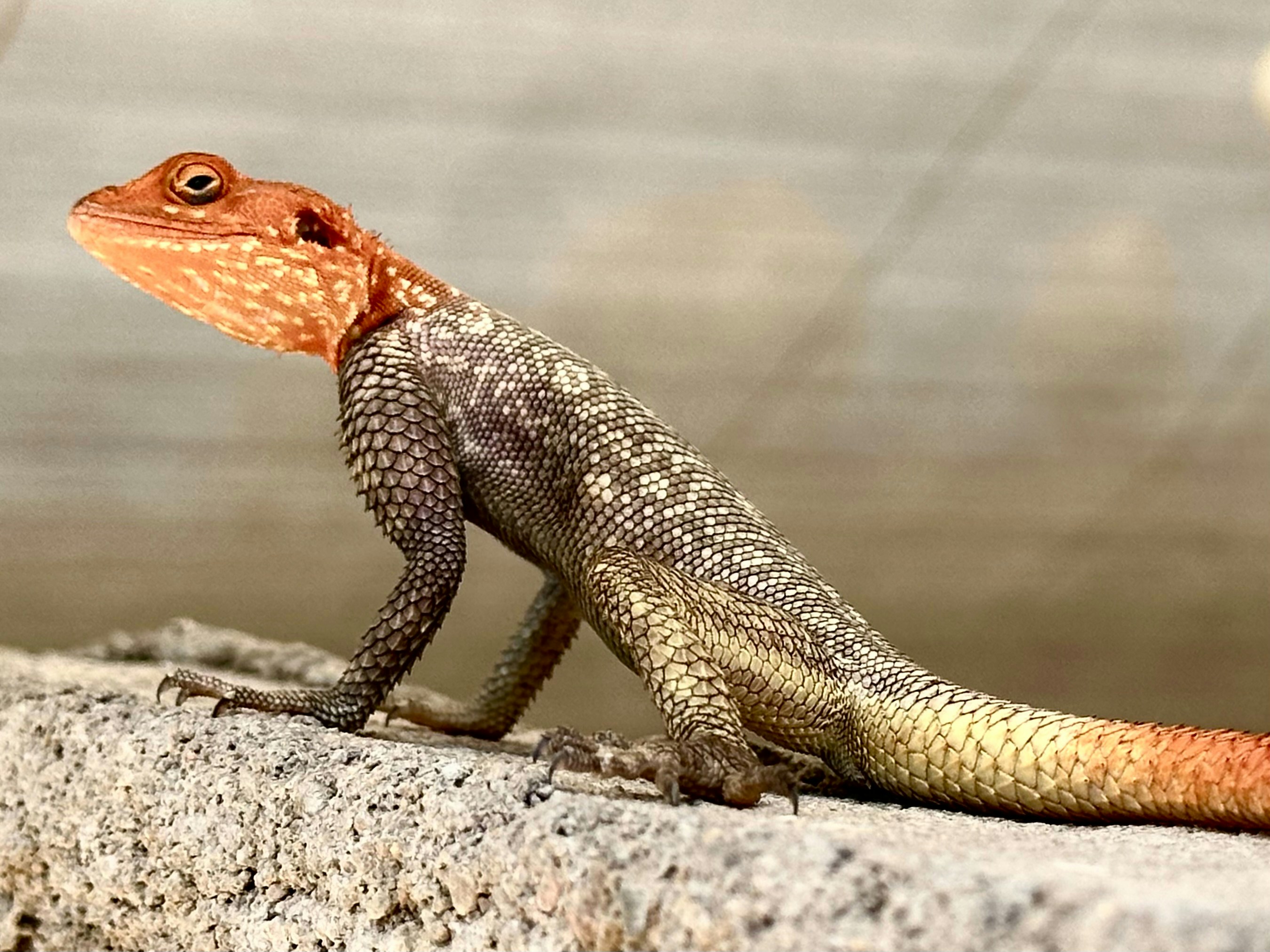 Un lagarto agama con cabeza naranja y cuerpo gris texturizado sobre hormigón