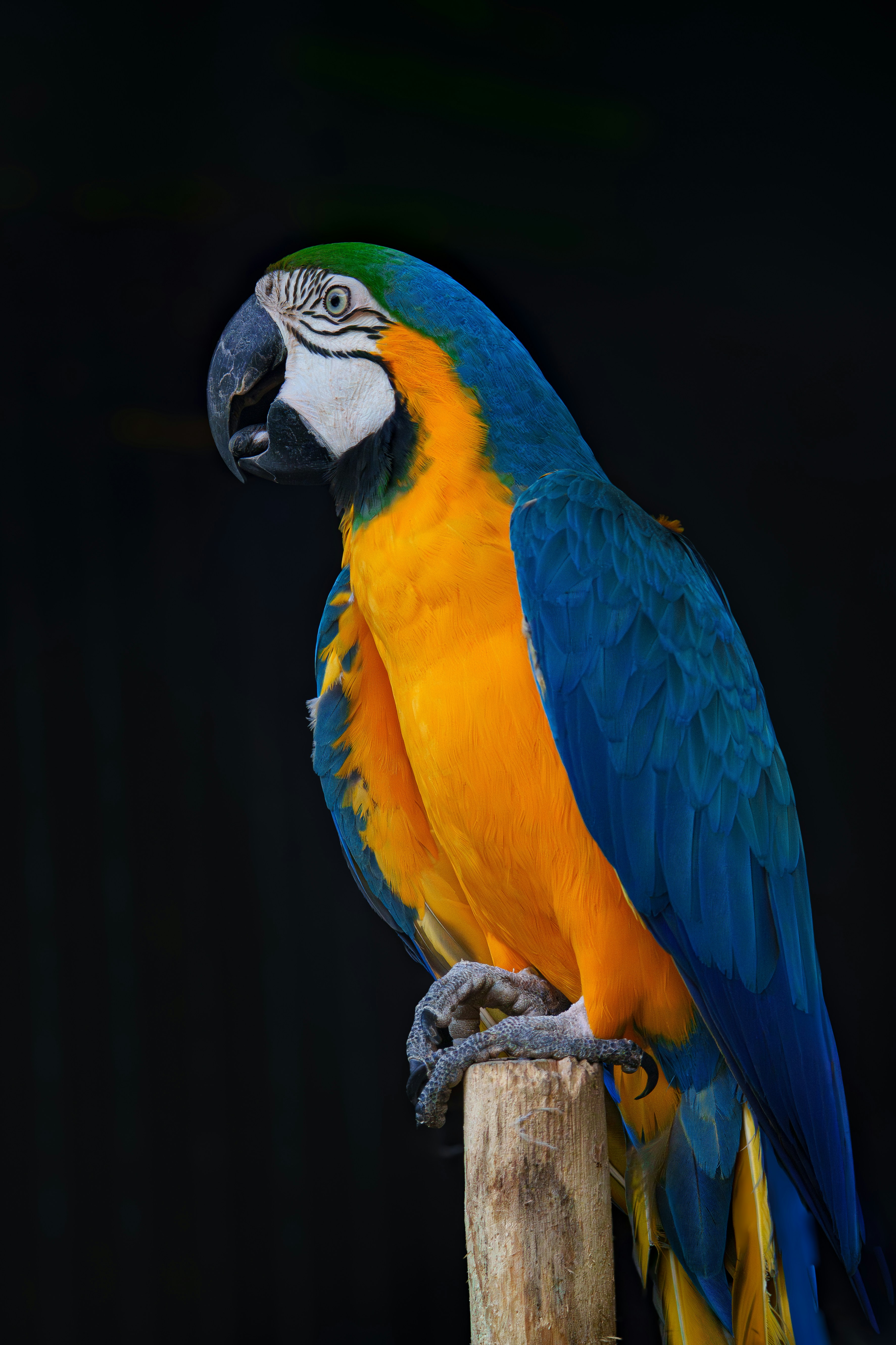 A blue and yellow macaw perched on a wooden post against a black background