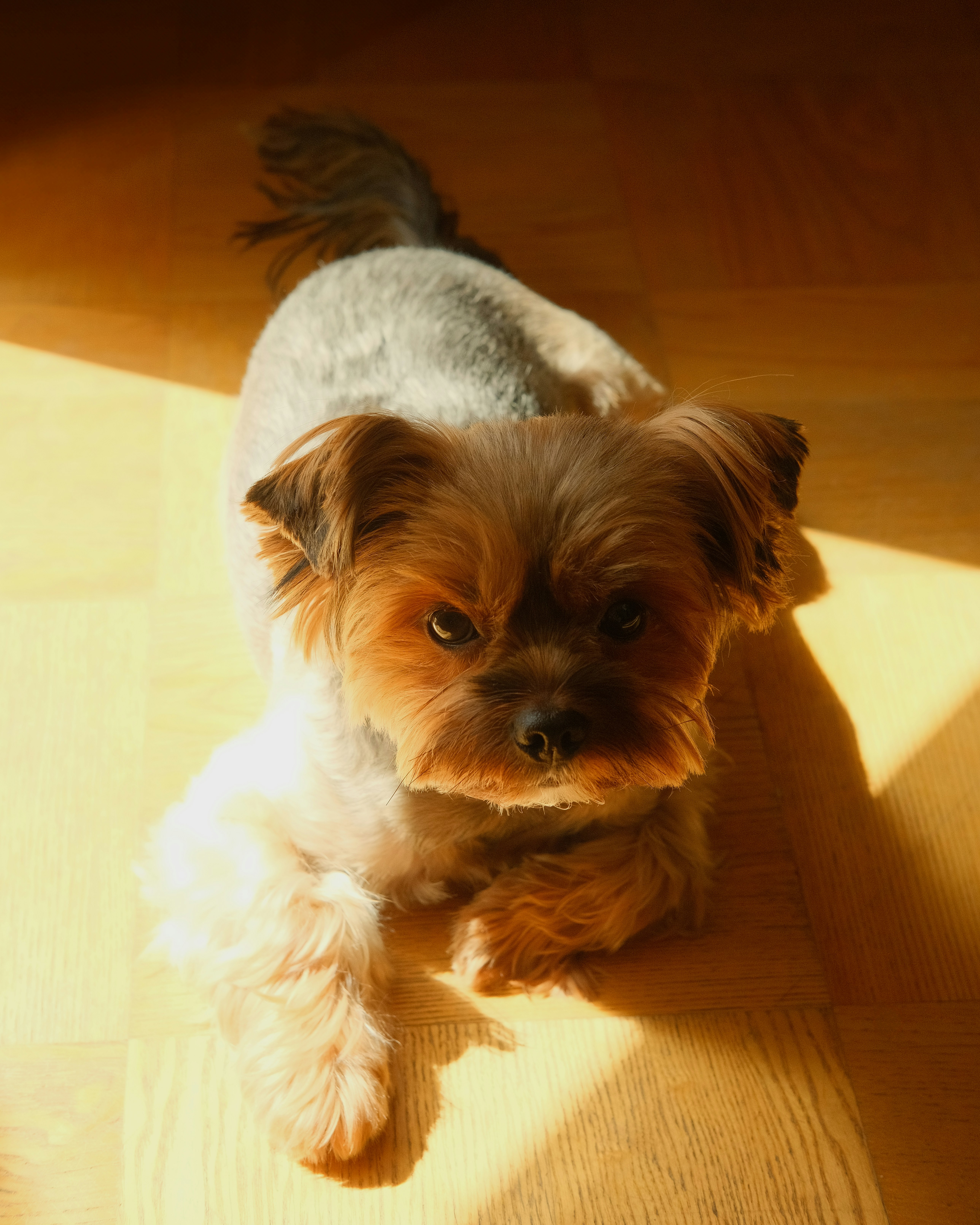 Lave-Dog — O'Caneo Valence — Valence