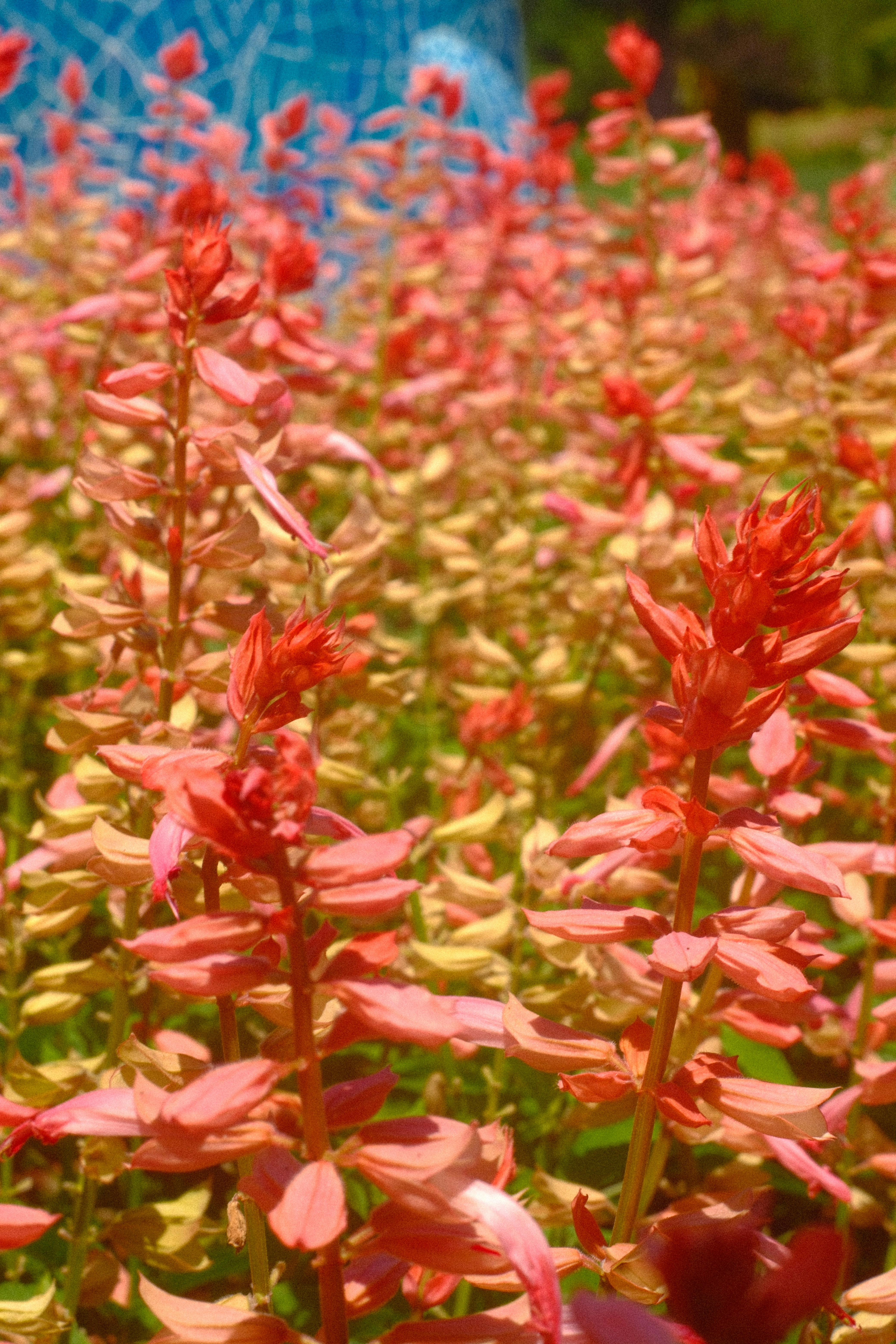 A field of vibrant red salvia flowers blooming in the bright sunlight