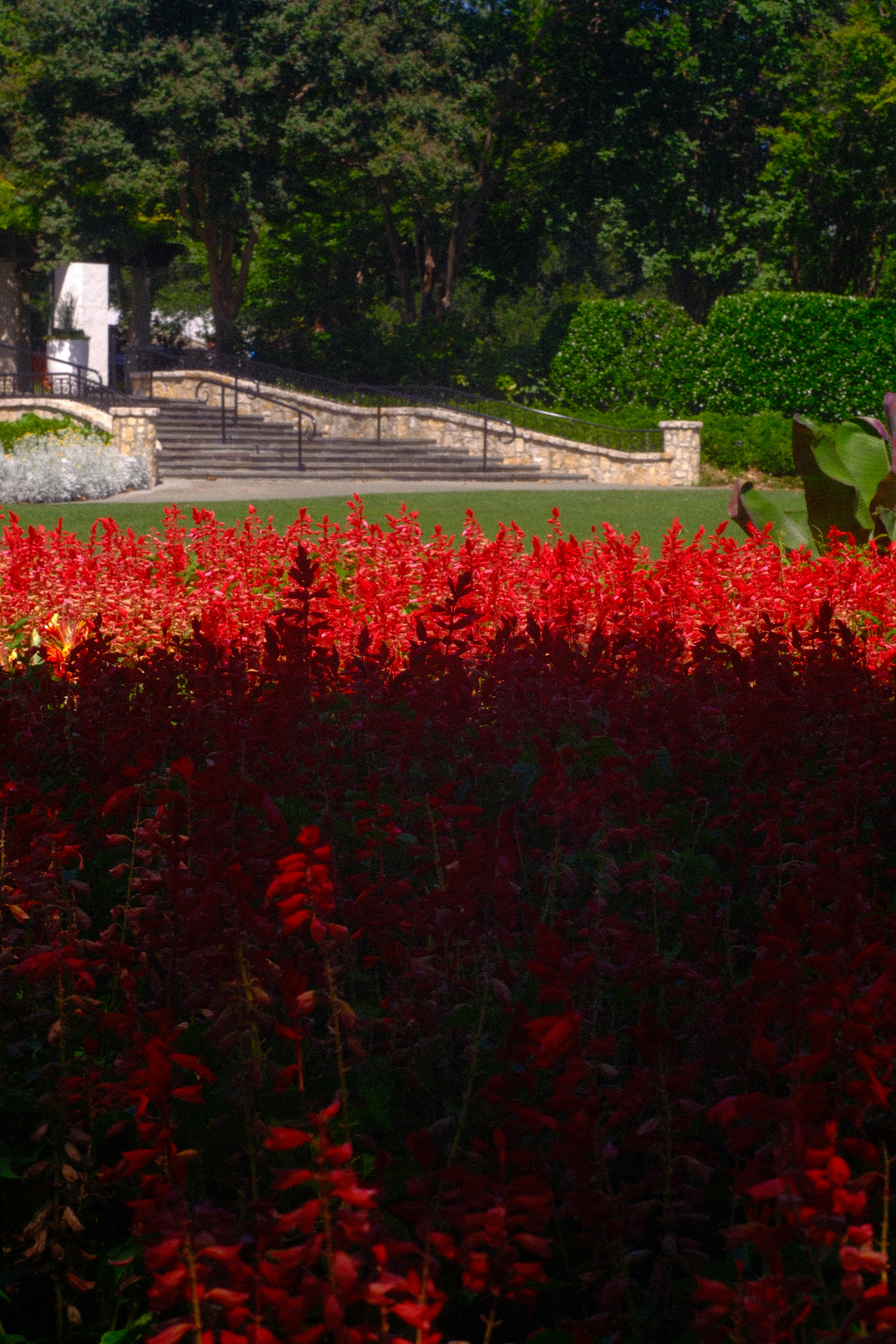 Vibrant red salvia flowers in a garden with stone stairs in the background