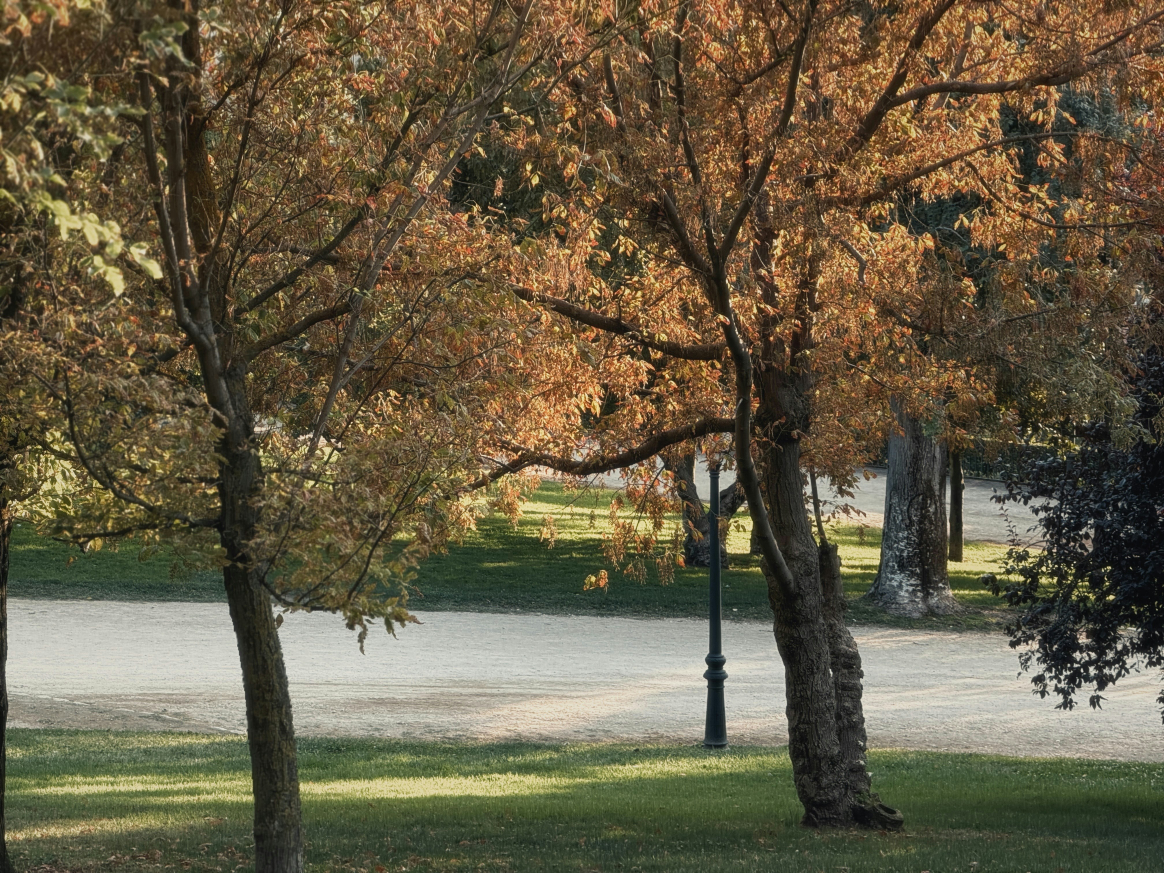 Autumn trees with orange leaves in a park