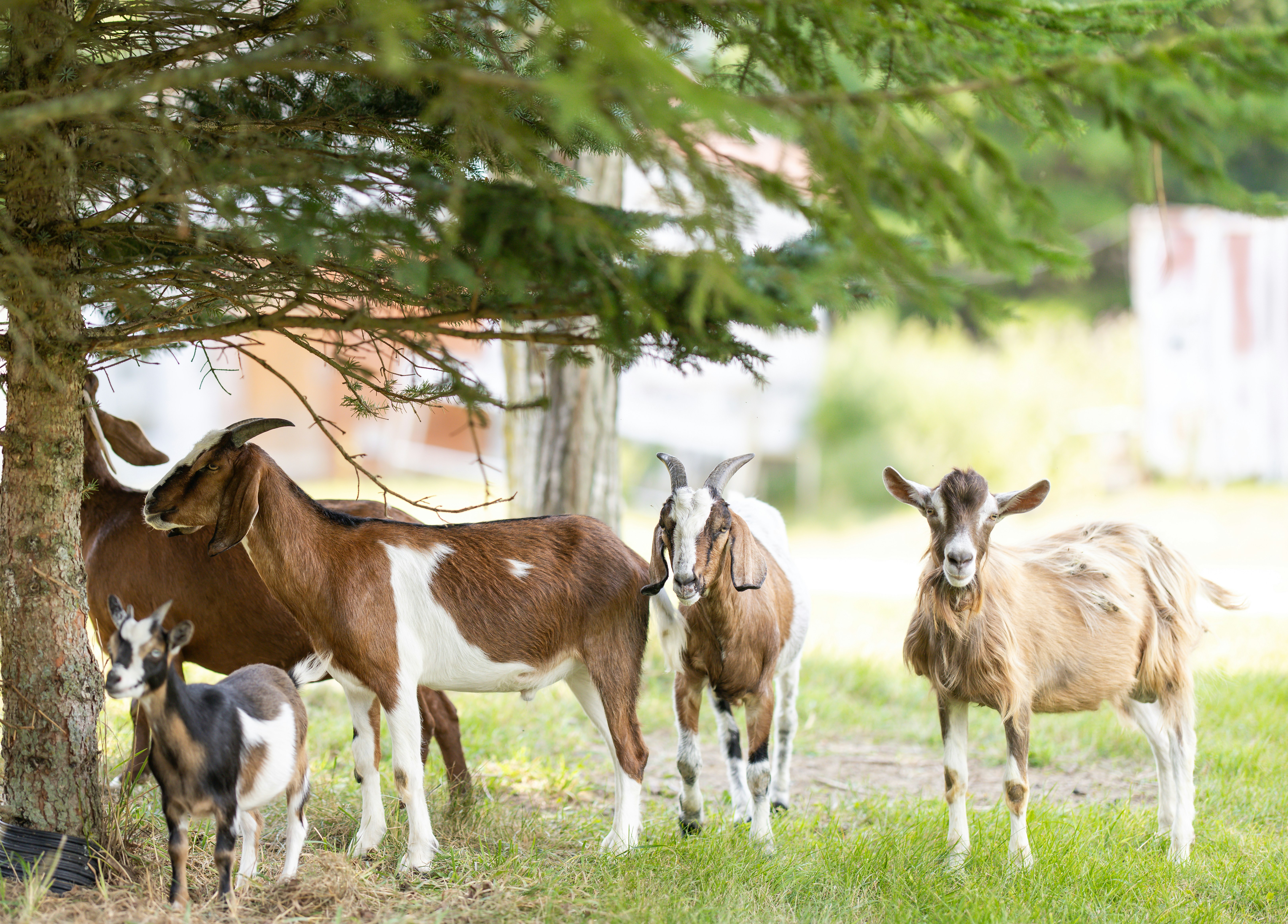 La Ferme des Cévennes — Florac Trois Rivières