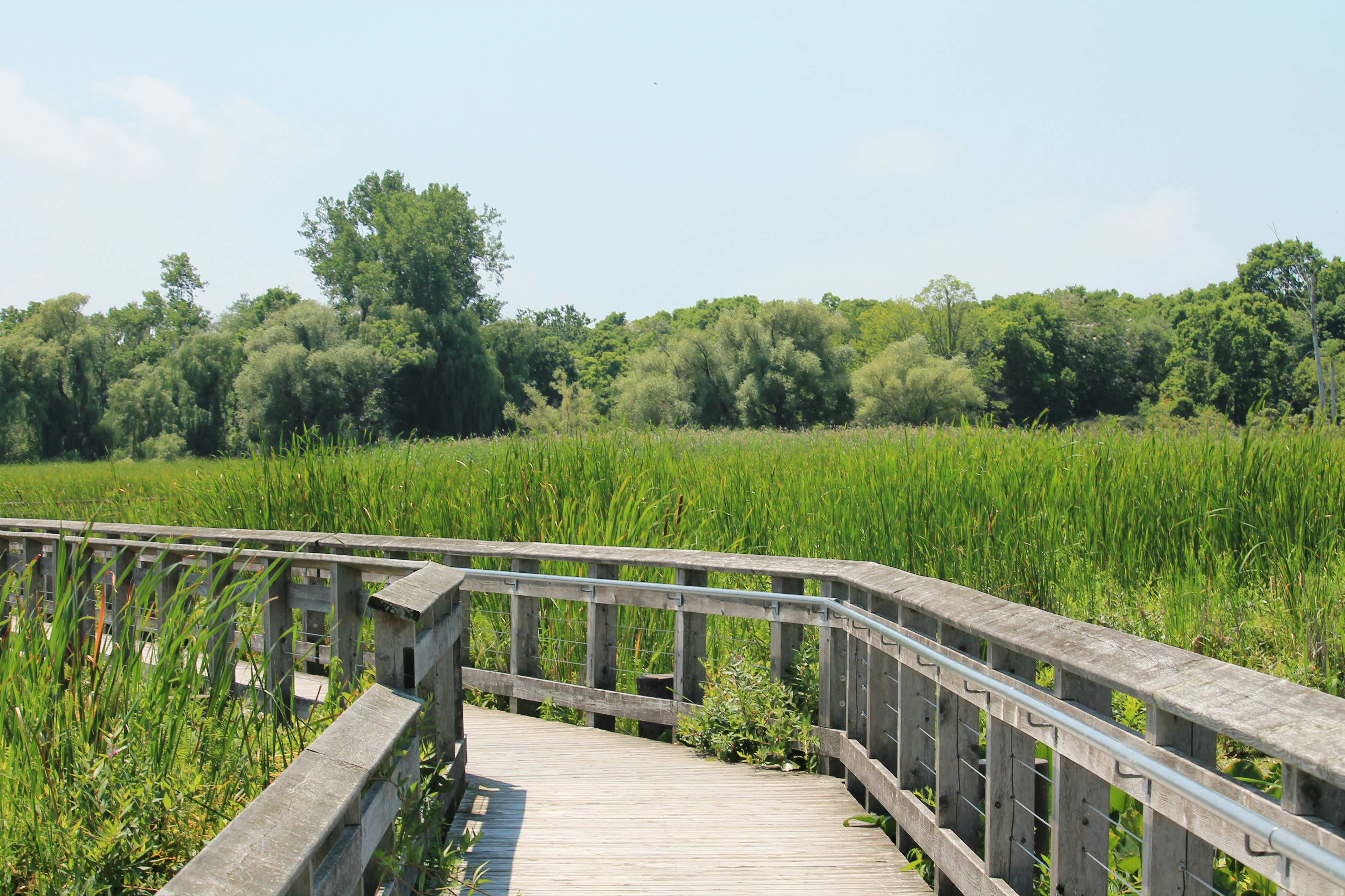 Wooden boardwalk winding through tall reeds