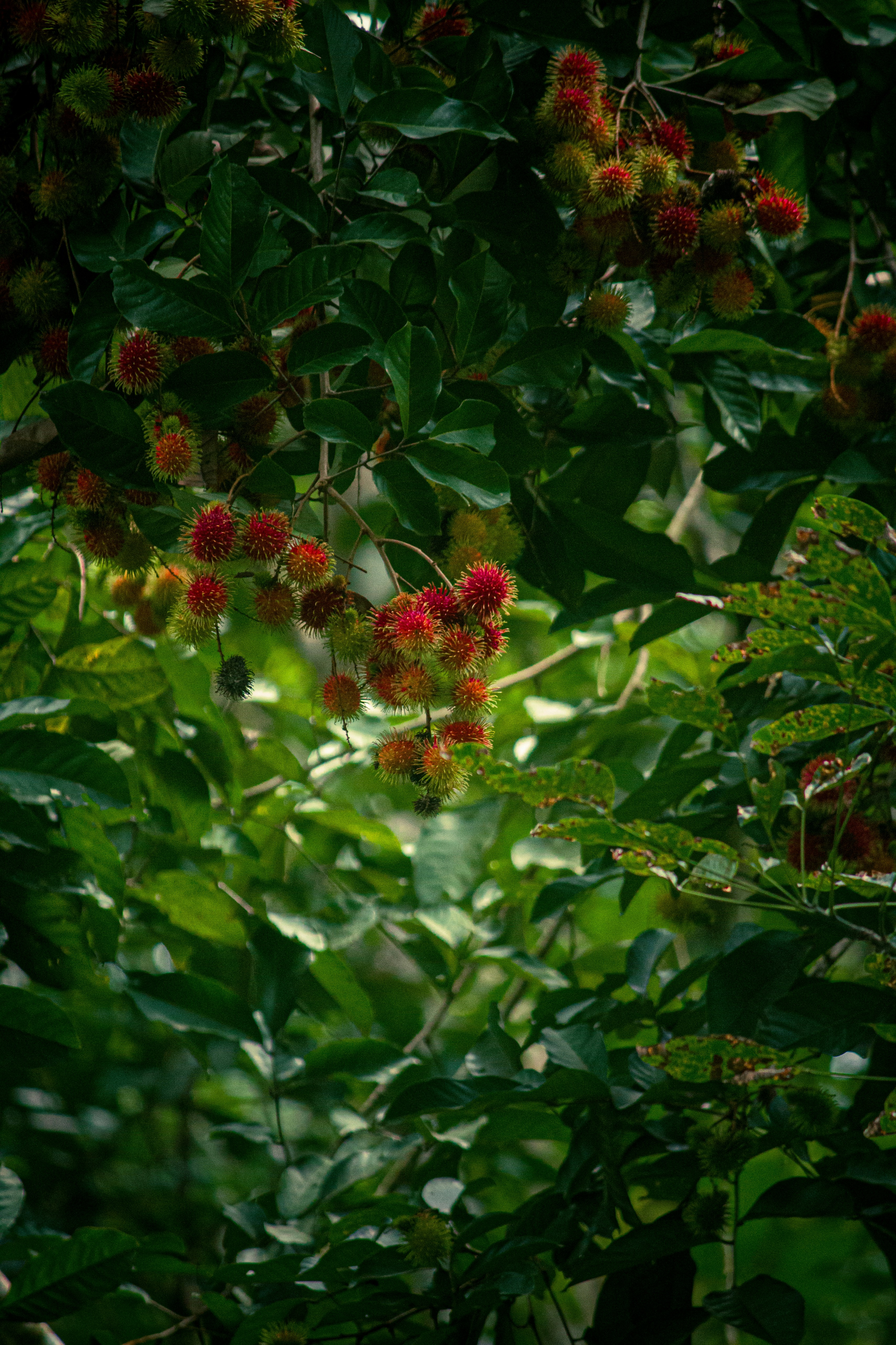 Clusters of rambutan fruit hanging from a tree in Kerala
