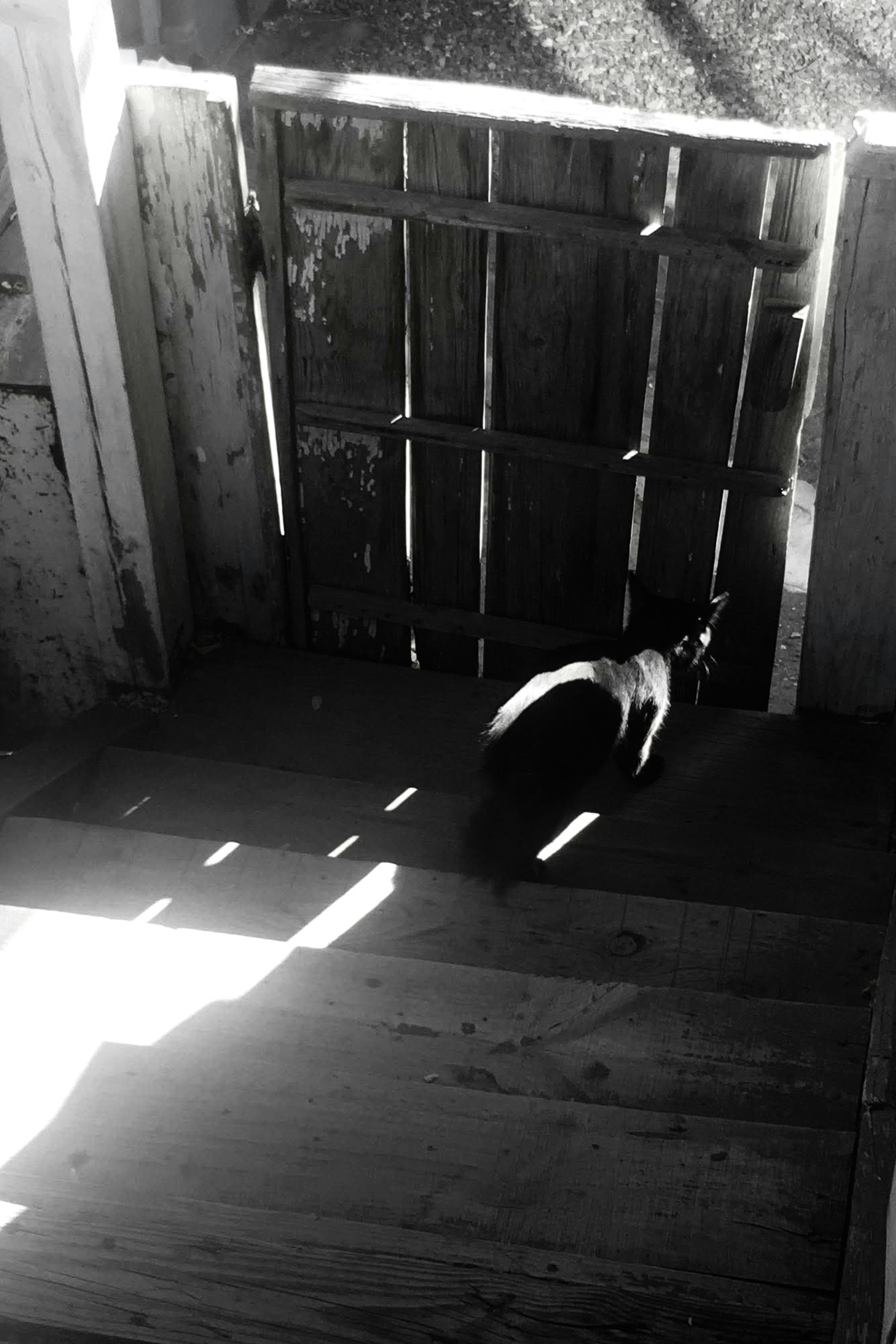 Un gato negro en unas escaleras de madera frente a una verja de madera desgastada