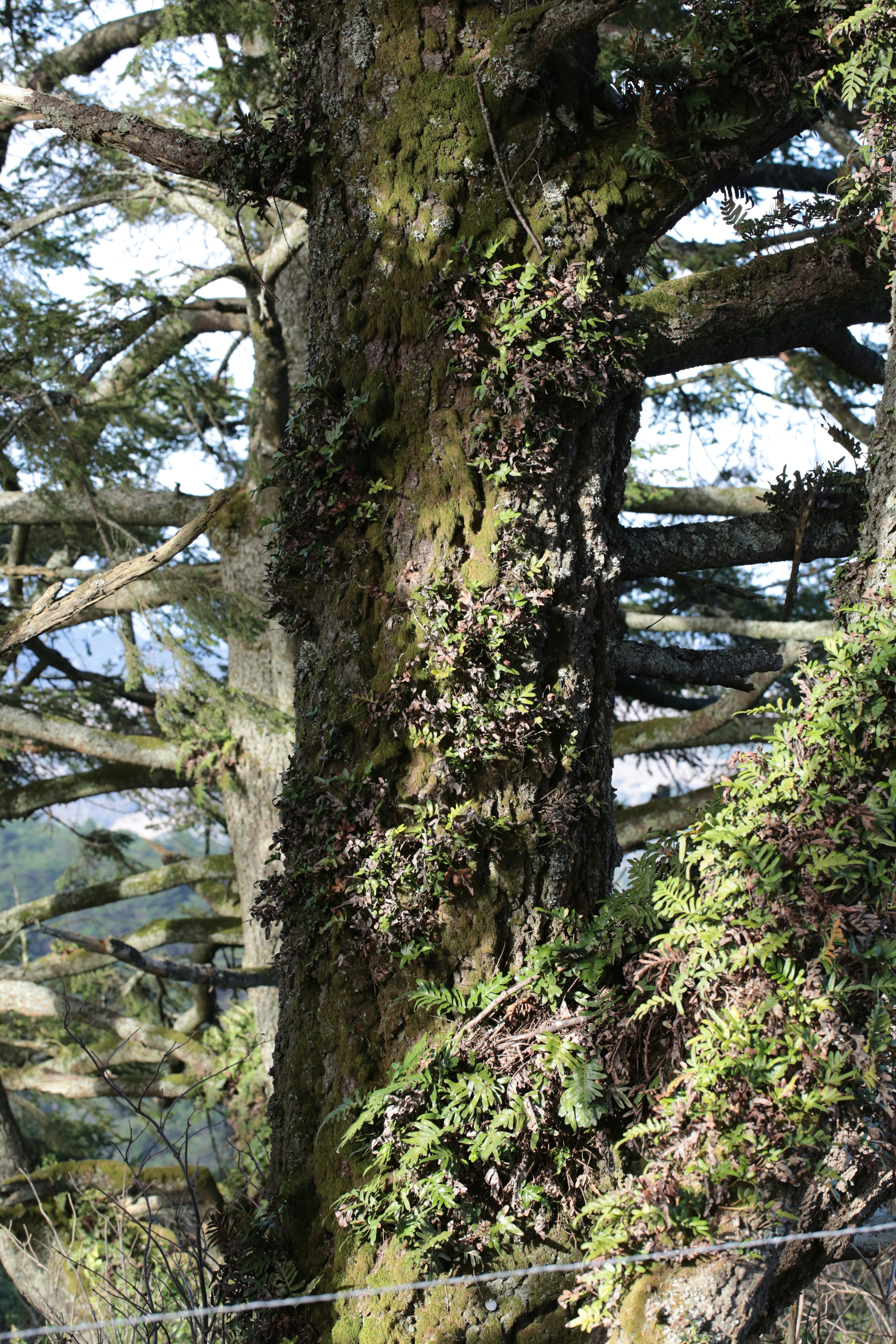 A mossy tree trunk with ferns growing on the bark in a forest