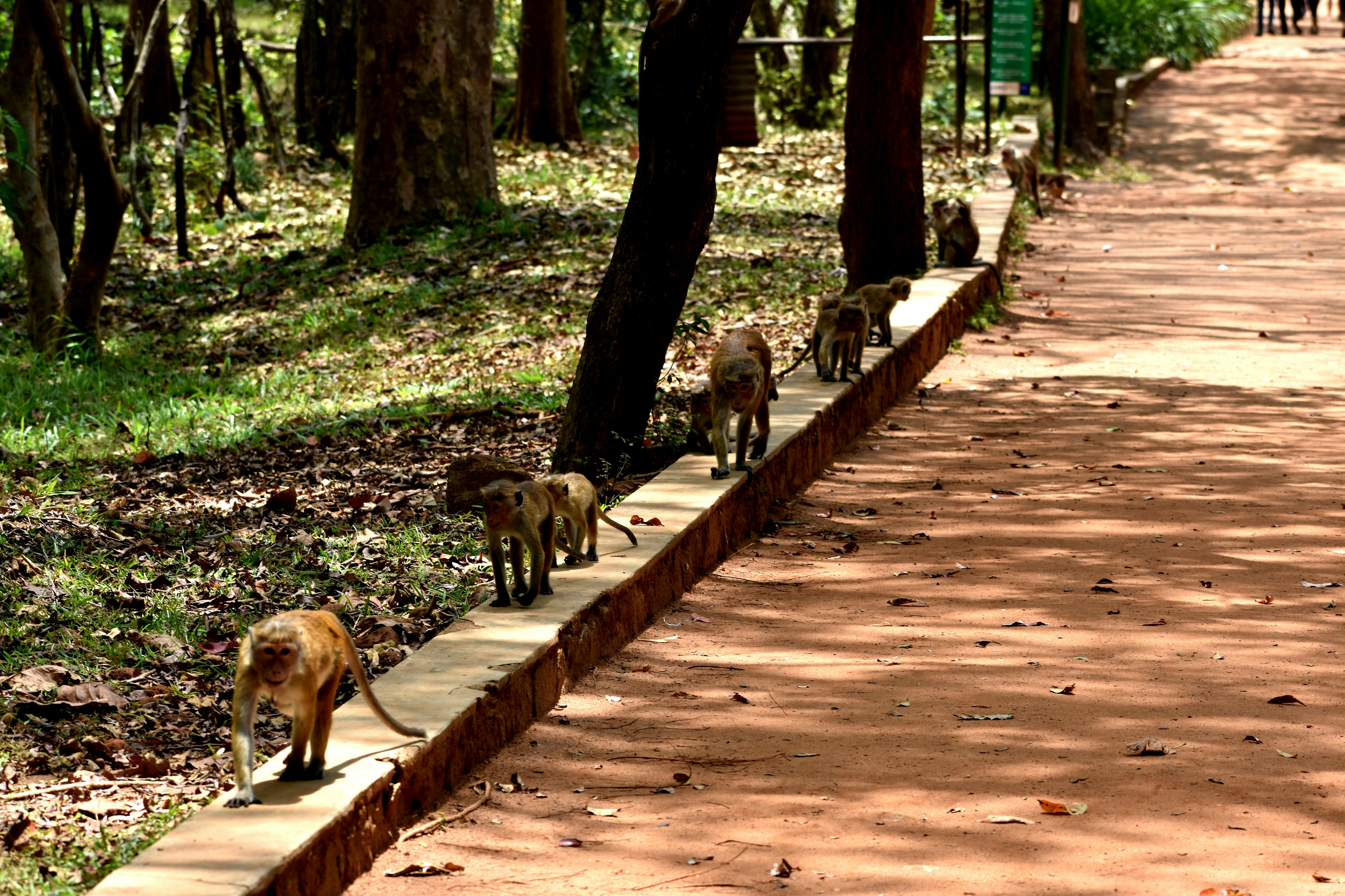 A group of macaques walking along a concrete curb beside a dirt path