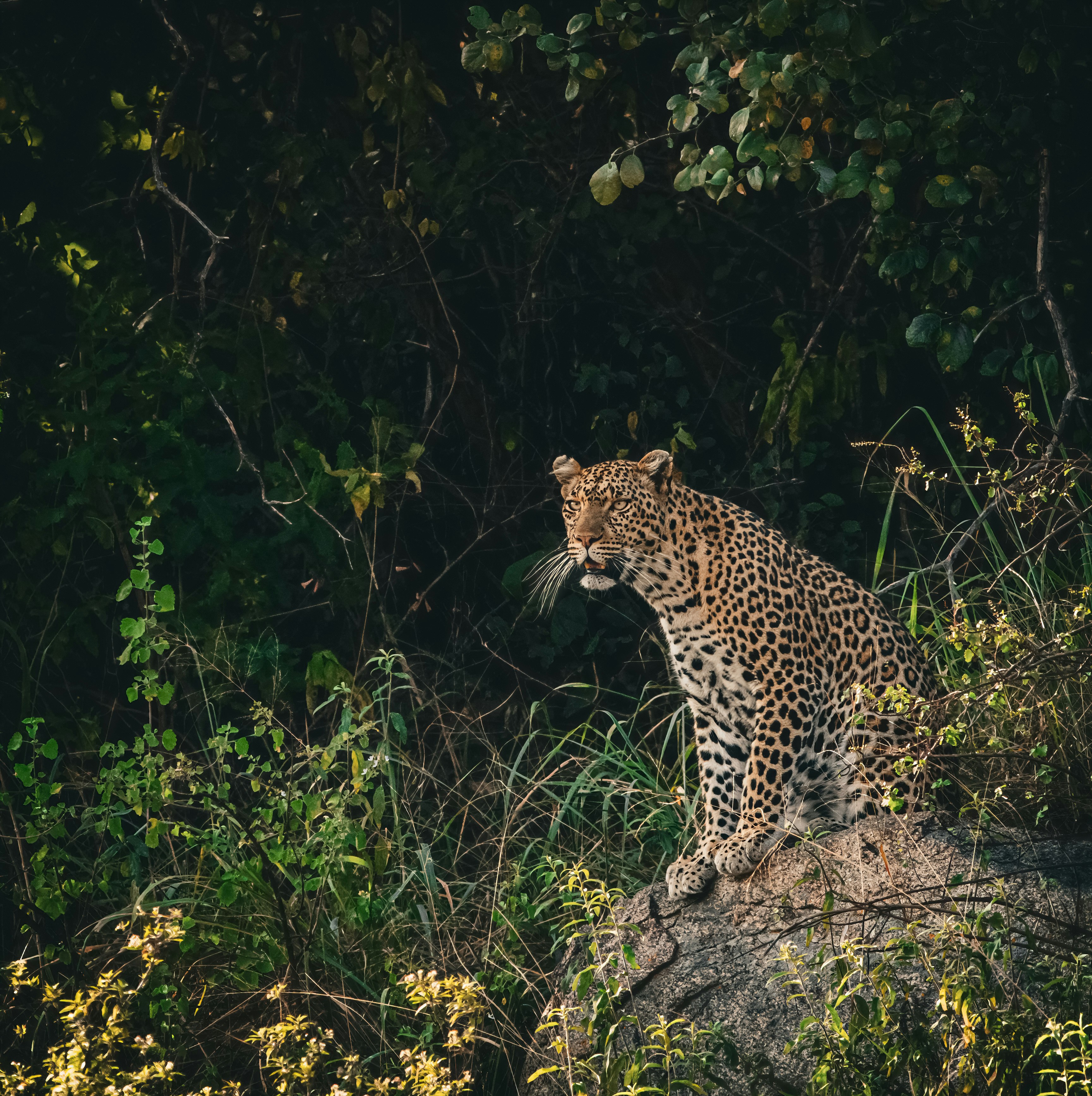 A leopard perched on a large rock surrounded by dense green foliage