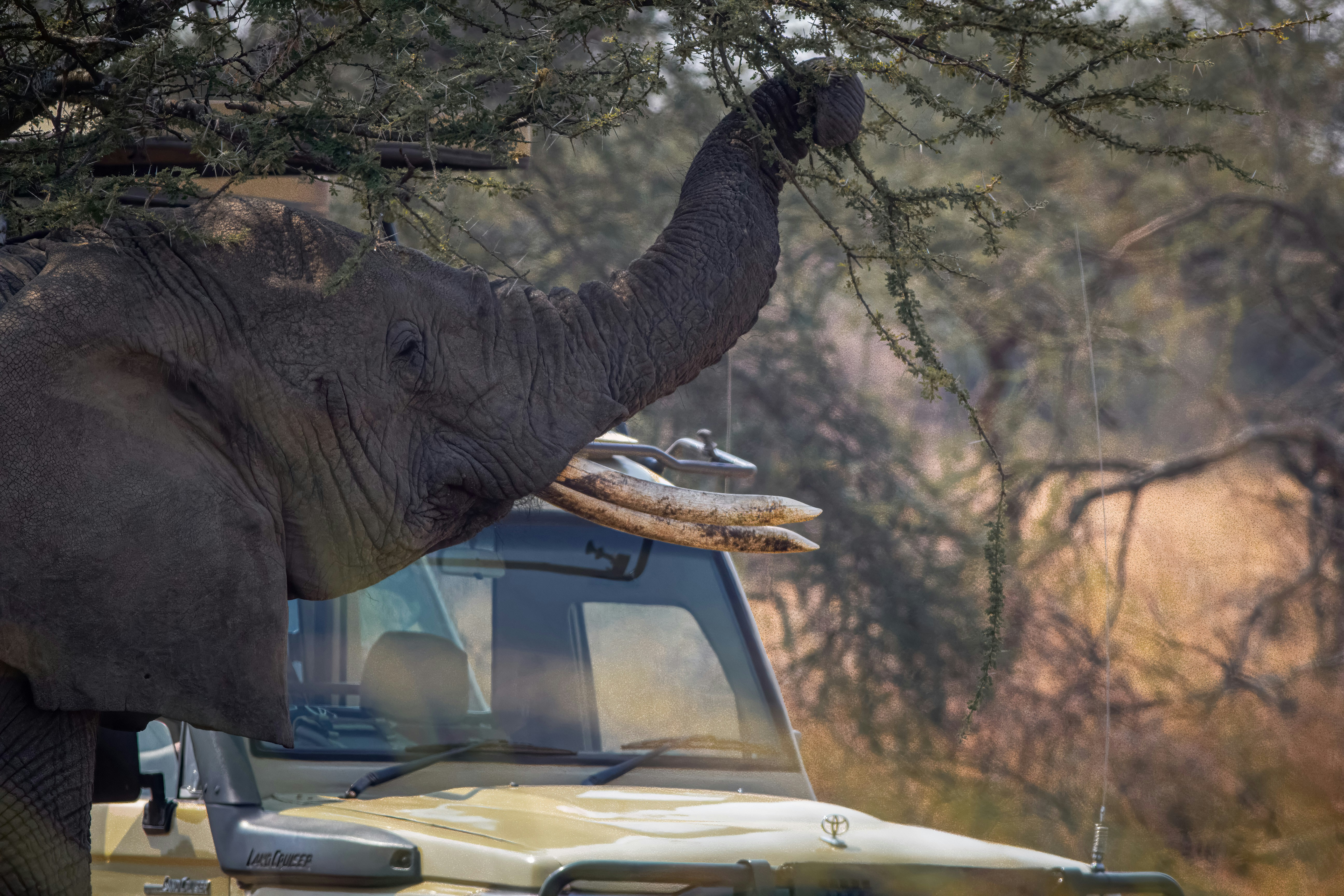 An elephant reaching its trunk toward tree branches beside a safari vehicle