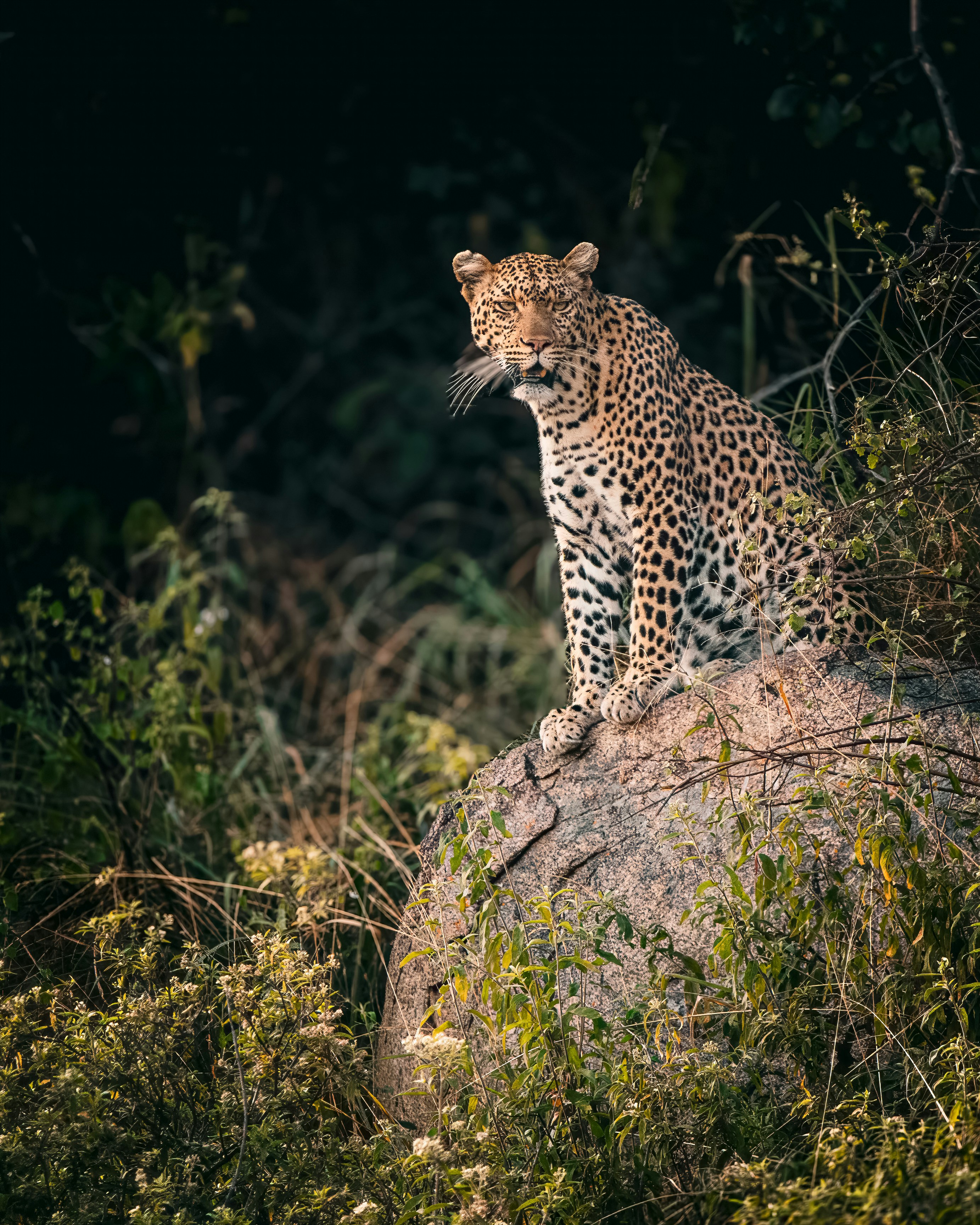A leopard perched on a large rock surrounded by tall grass and foliage