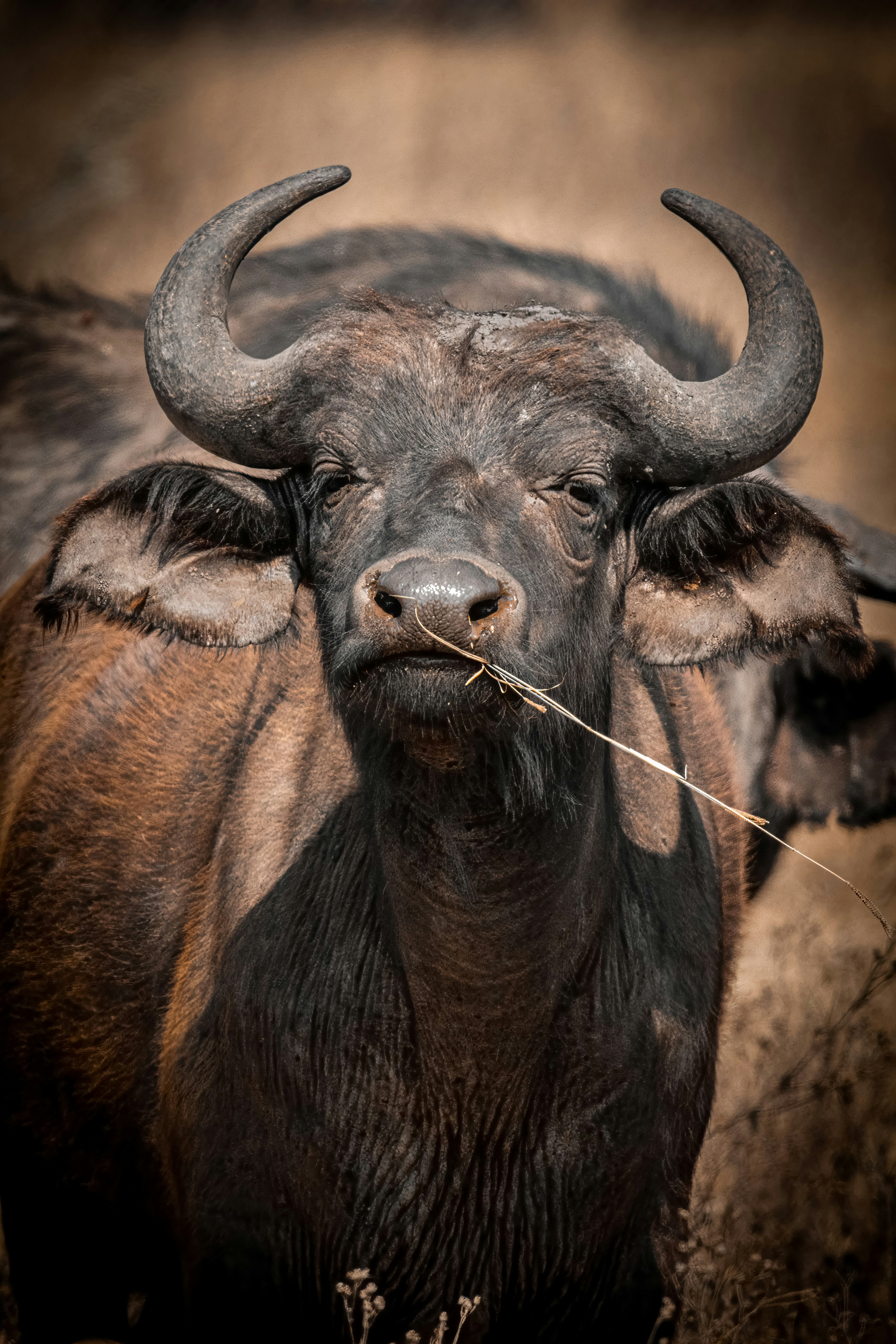 A cape buffalo with large curved horns chewing a blade of dry grass