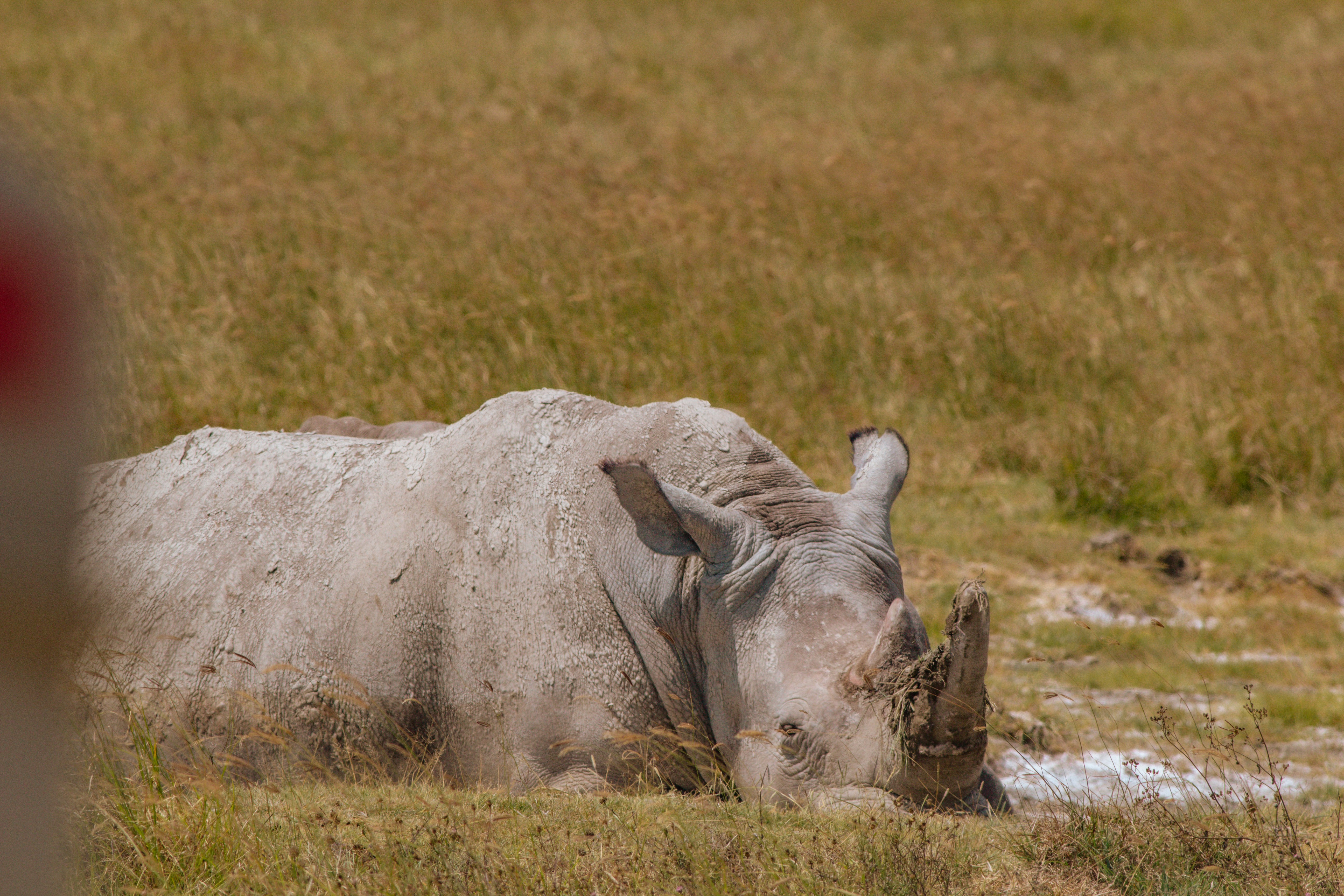 A white rhinoceros resting in dry grass on a sunny day