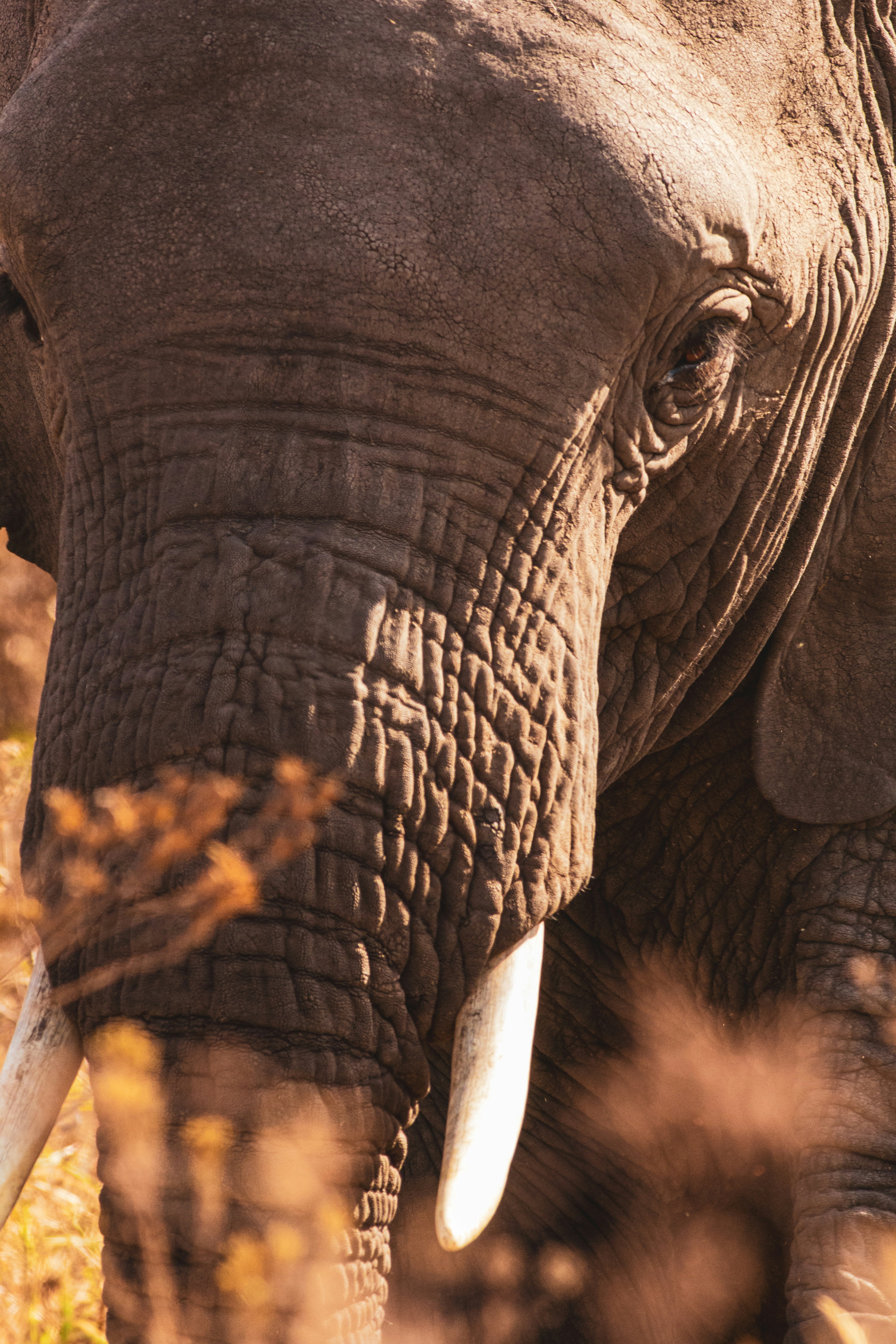 Close-up of an African elephant face with wrinkled grey skin and ivory tusks