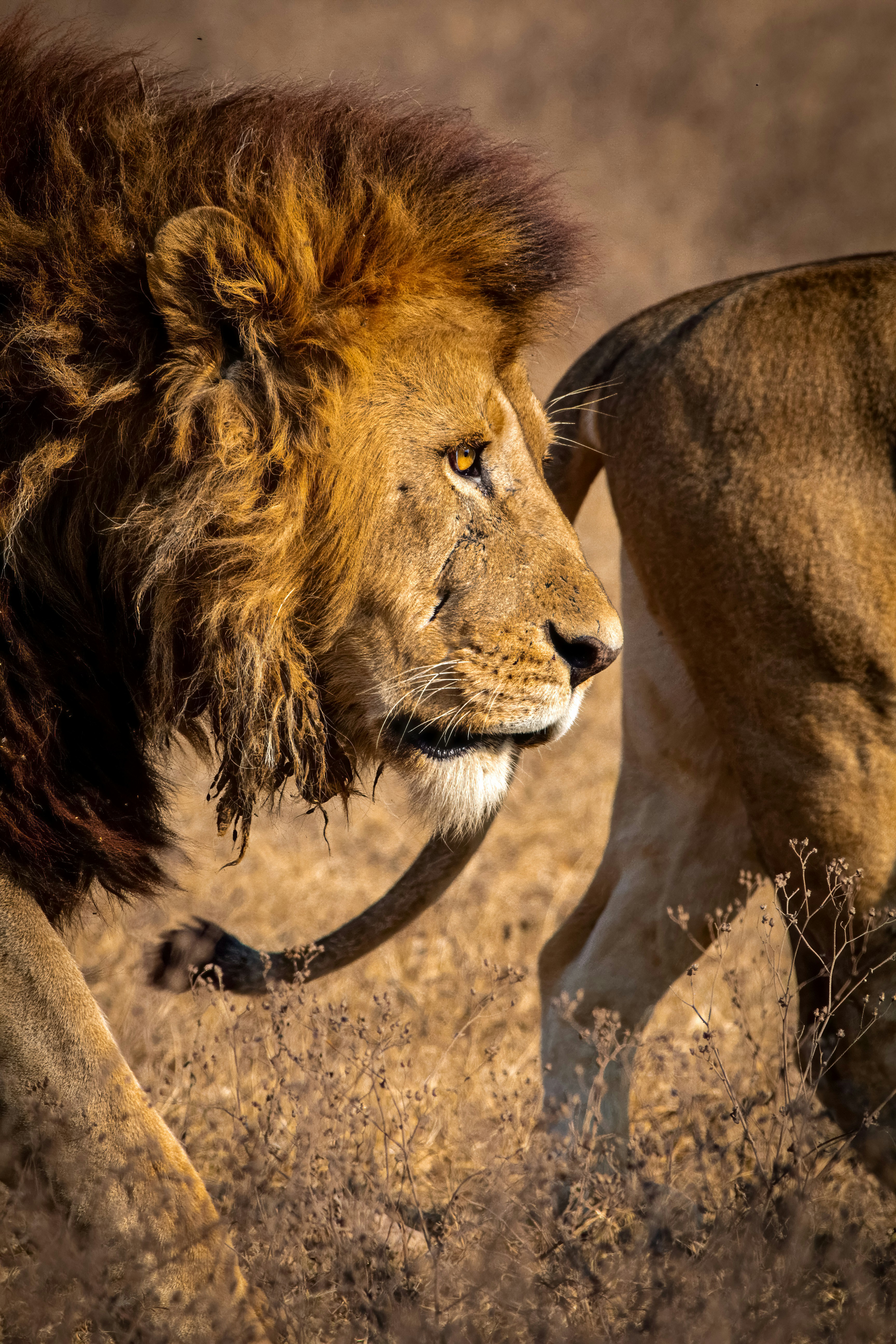 A male lion with a dark mane walking beside a lioness in dry grass