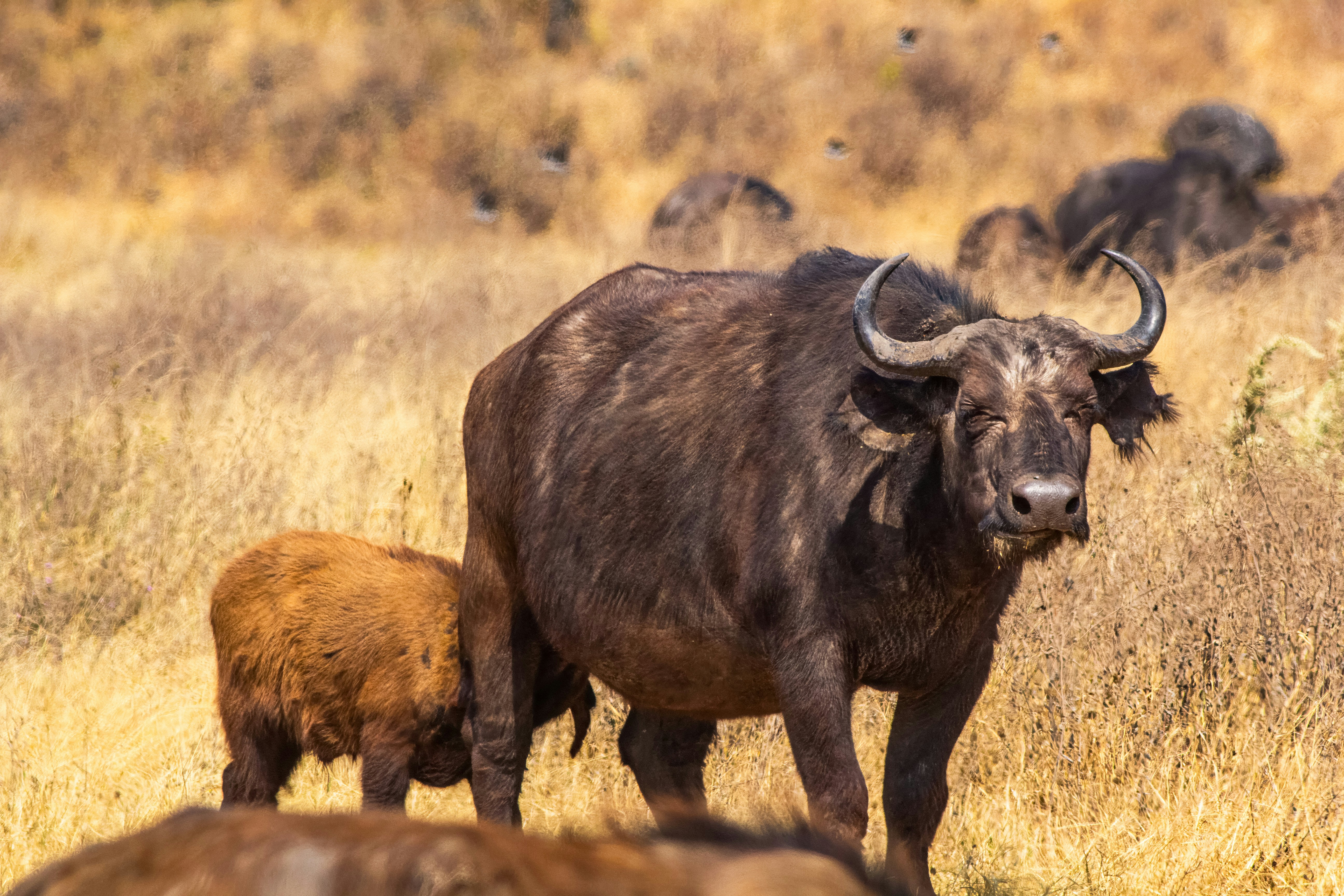 A calf nursing from an adult African buffalo in a dry grassy field