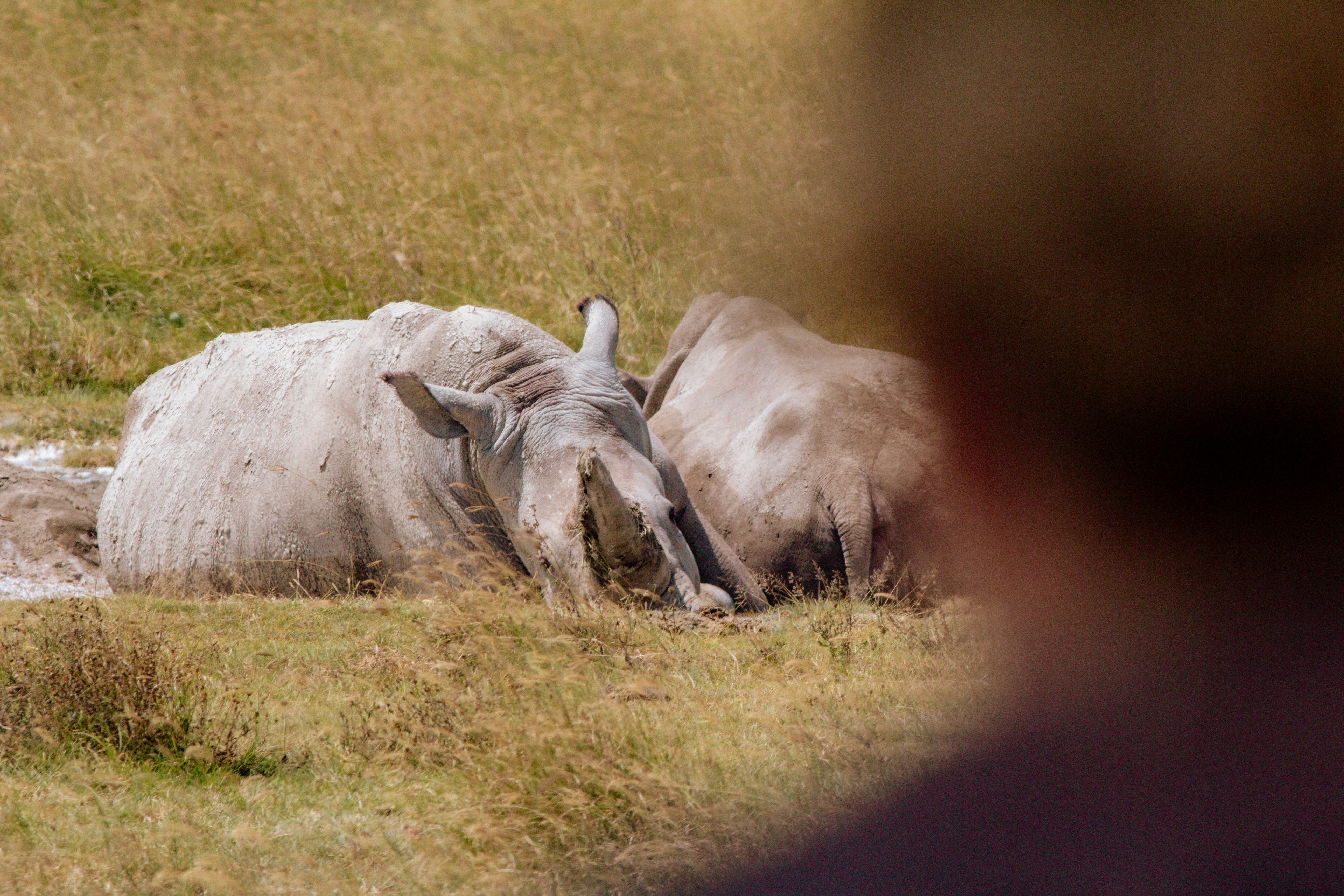 Two white rhinoceroses resting in a grassy field with a blurred foreground