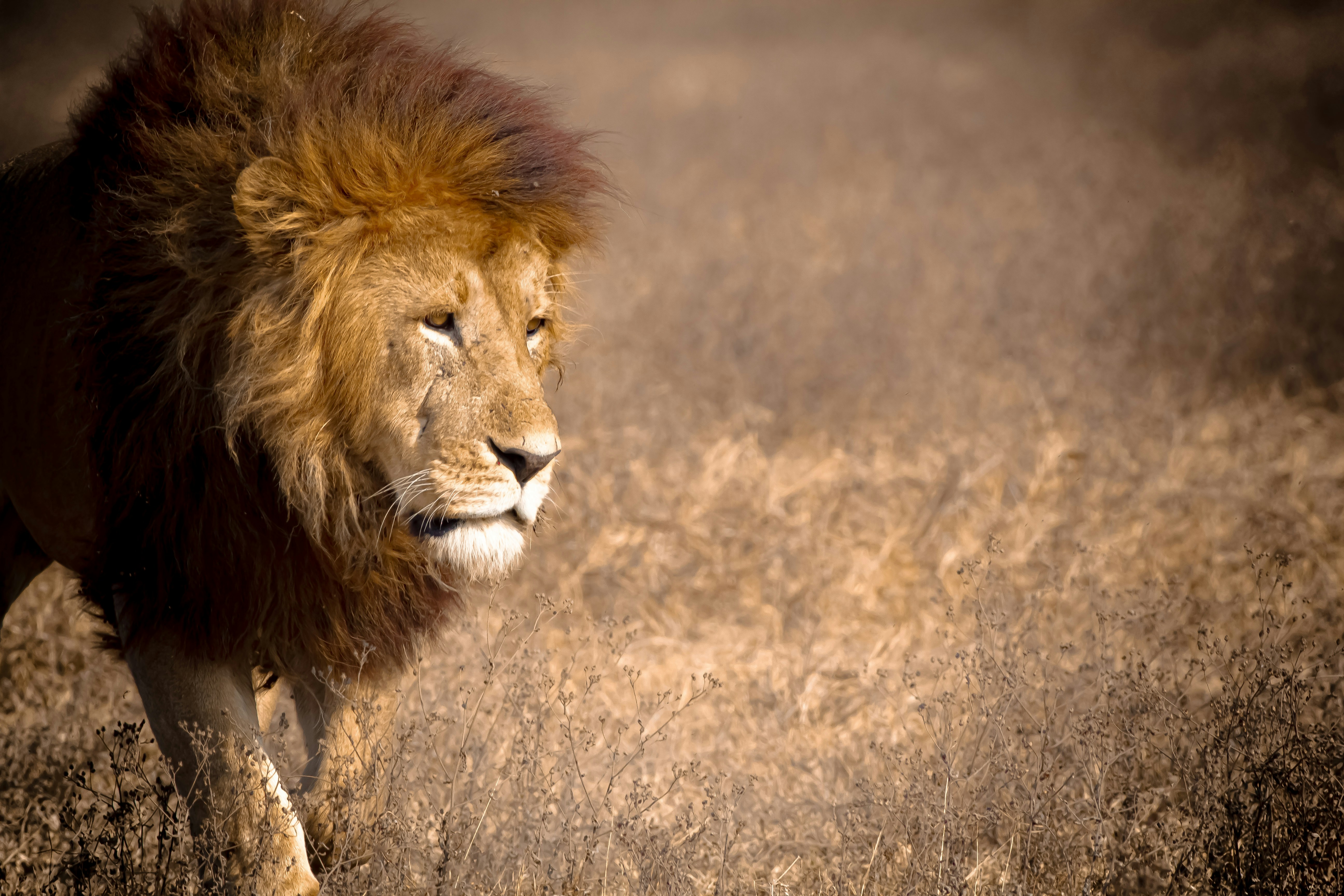 A male lion with a thick mane walking through dry golden savanna grass