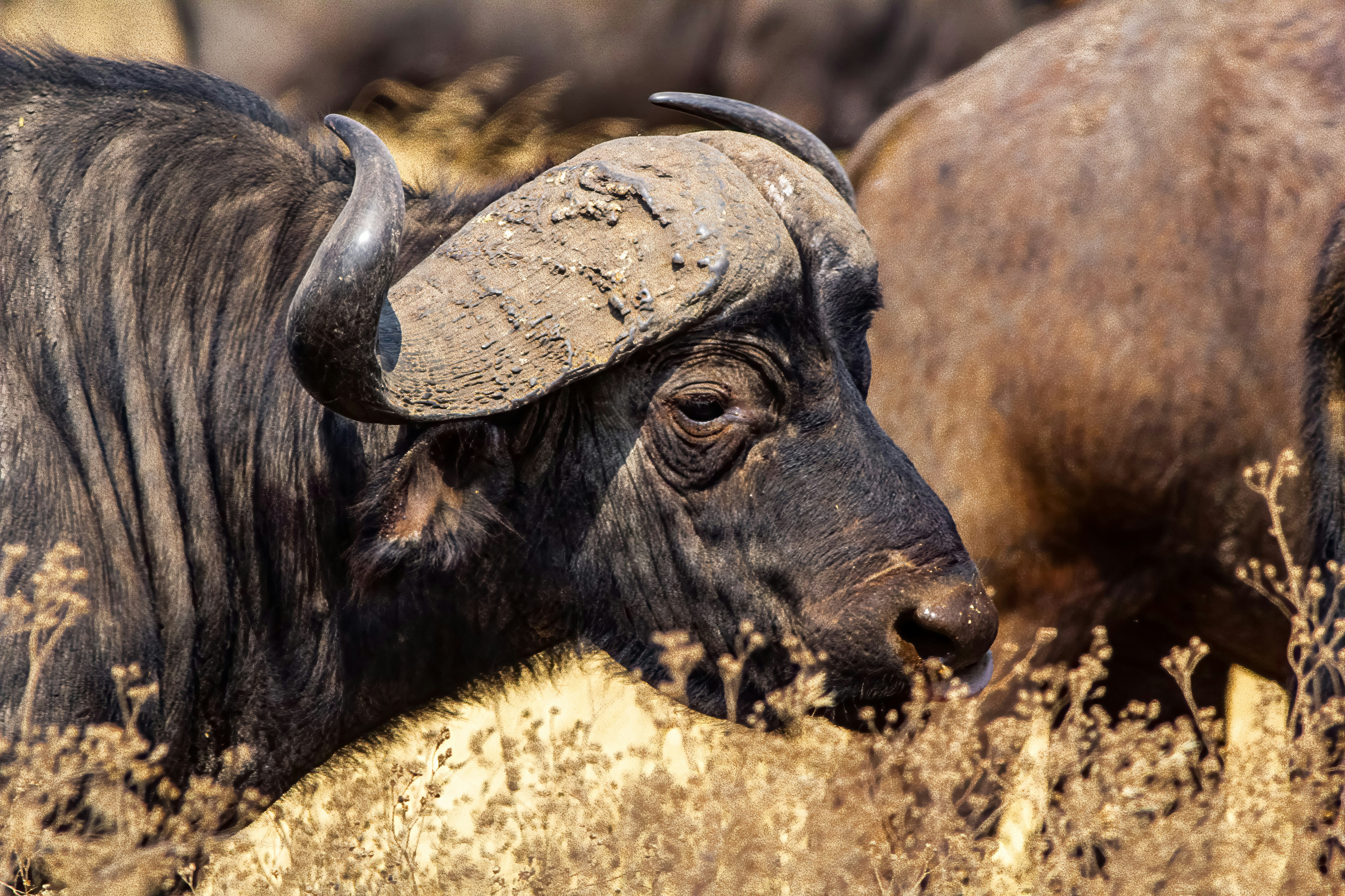 A cape buffalo with large curved horns in a dry grassy field