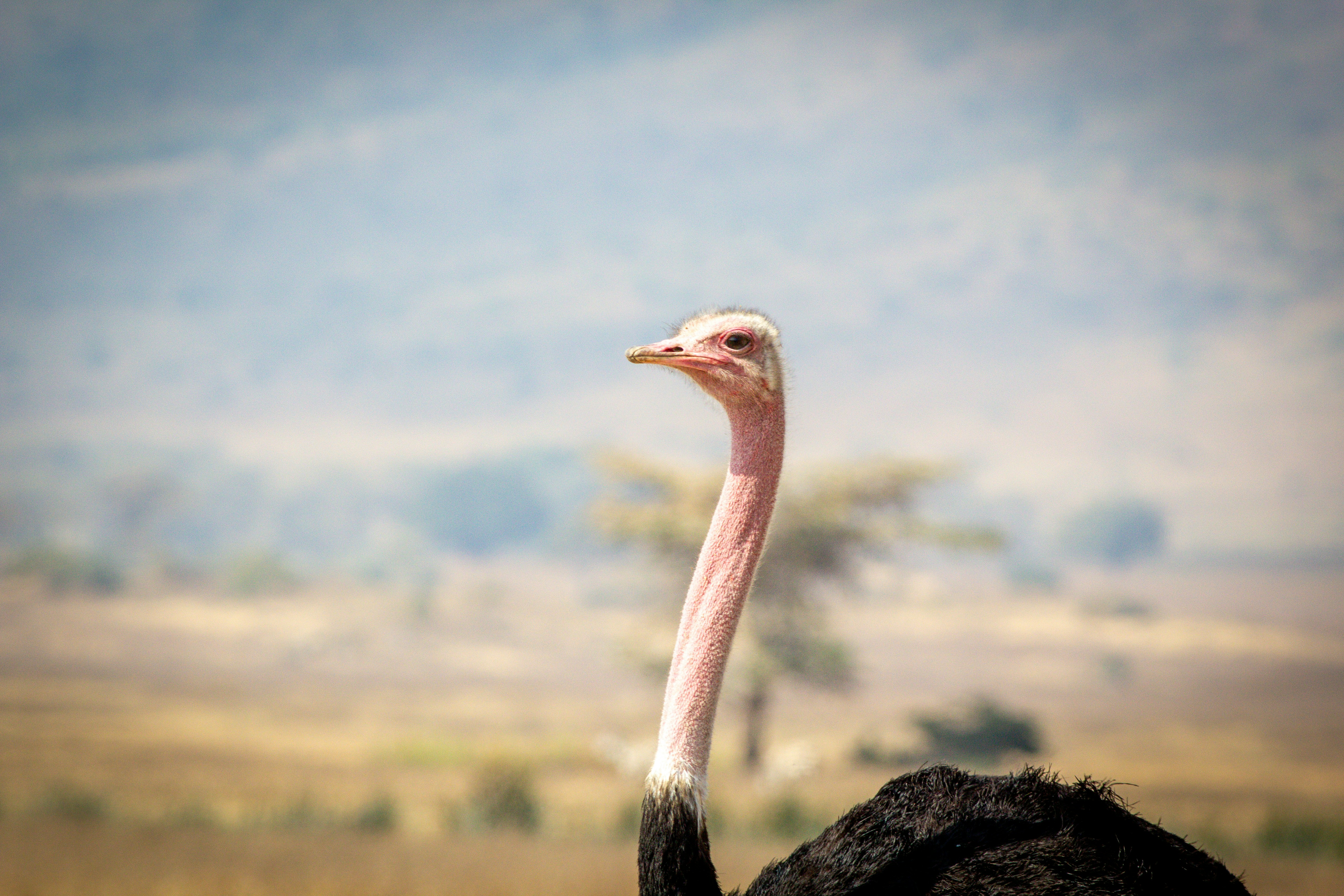 An ostrich with a long pink neck against a blurred savanna landscape