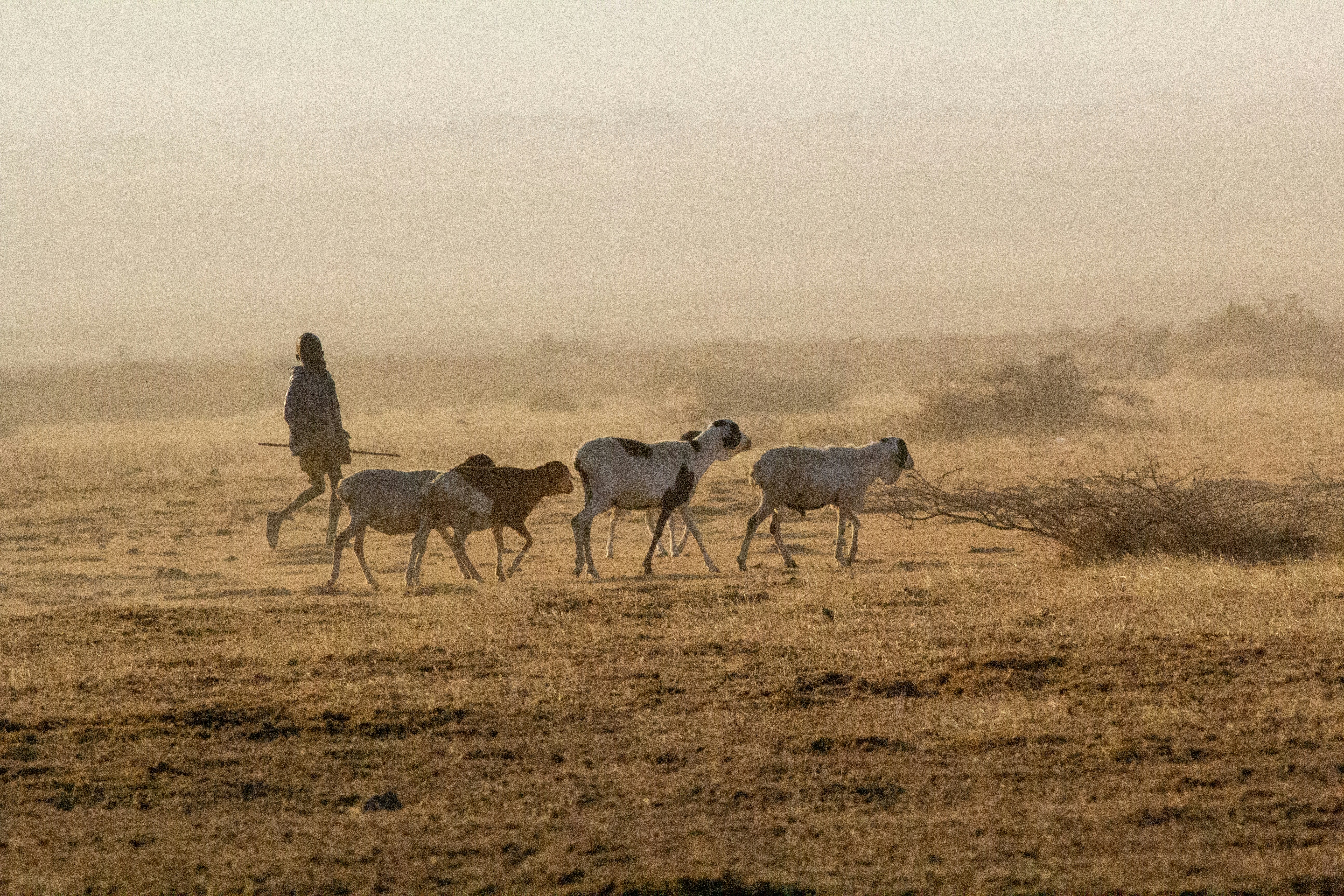 A person herding sheep across a dry, dusty field in warm golden light