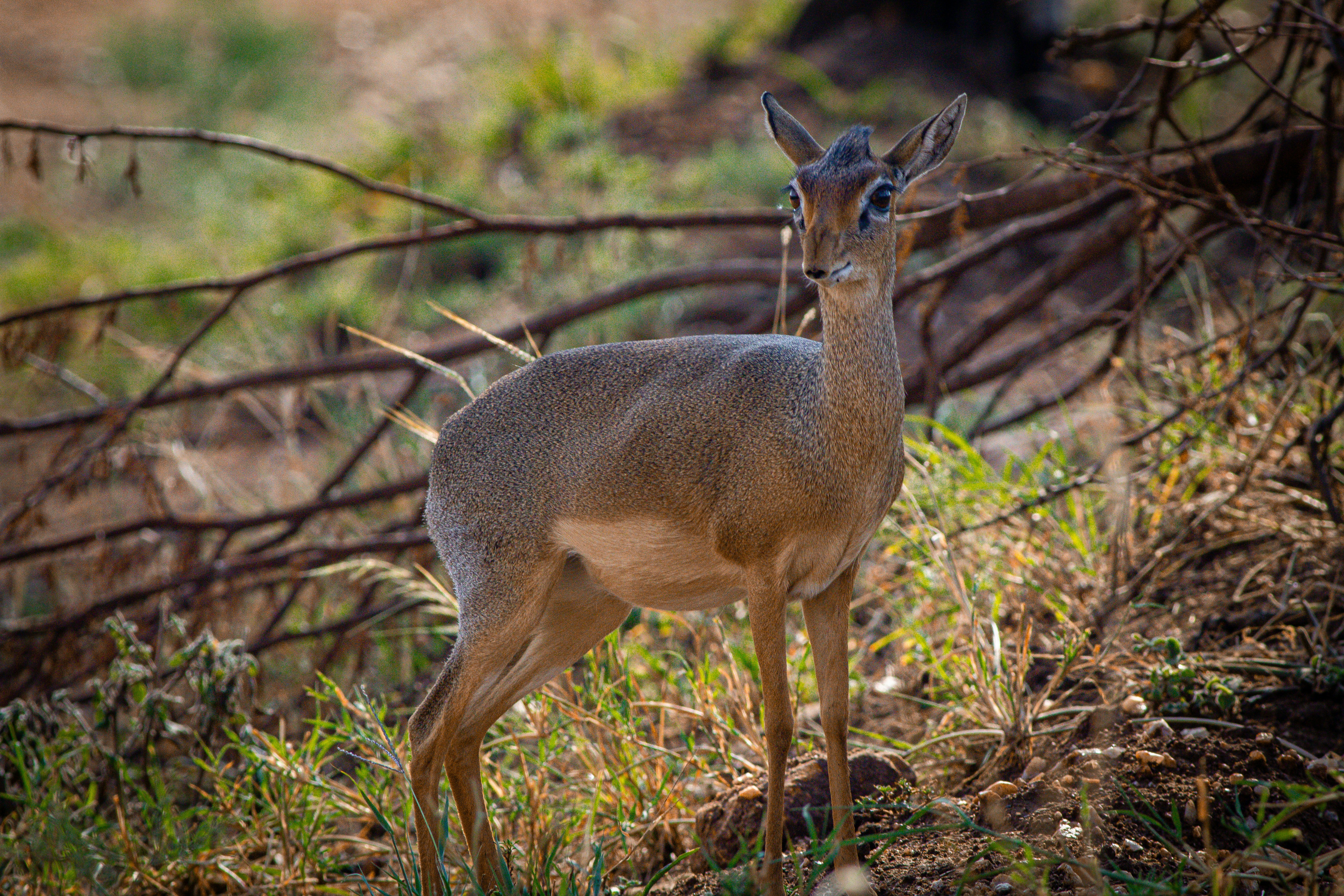A dik-dik standing in dry grass and brush in a sunlit savanna
