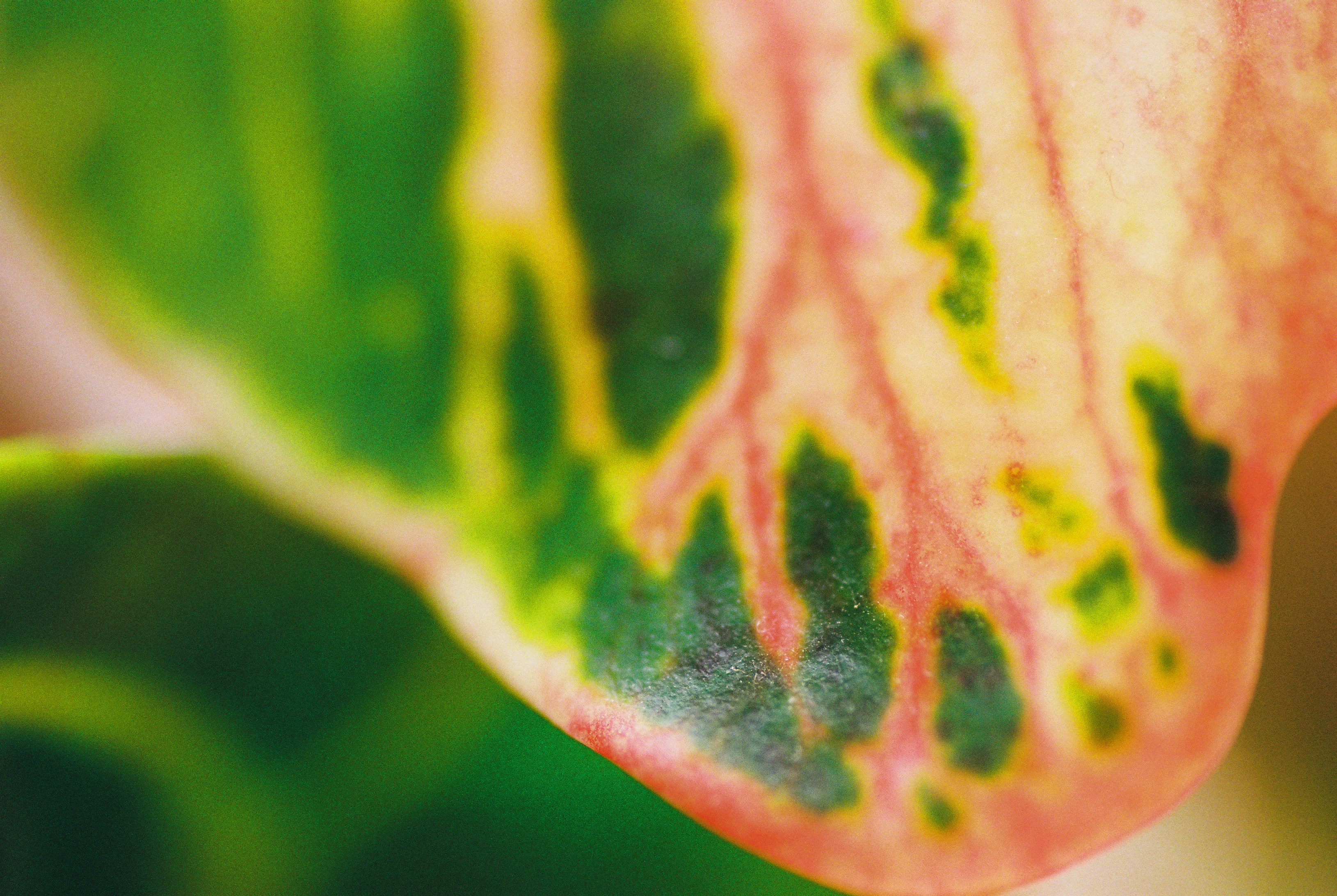 Vista macro di una foglia di crotone con vene verdi, dorate e rosa