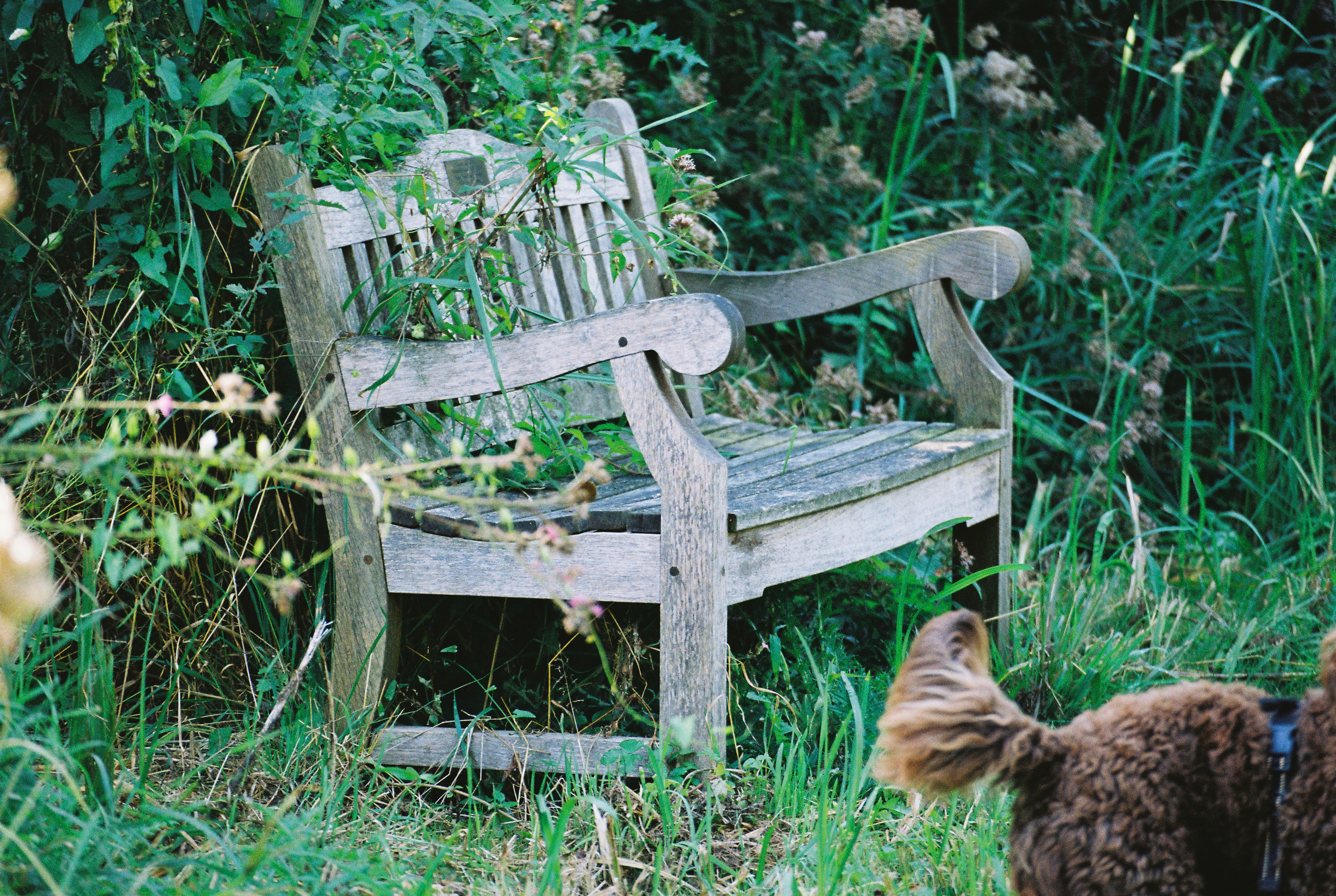 Pension O'Garden — Sainte-Foy-lès-Lyon