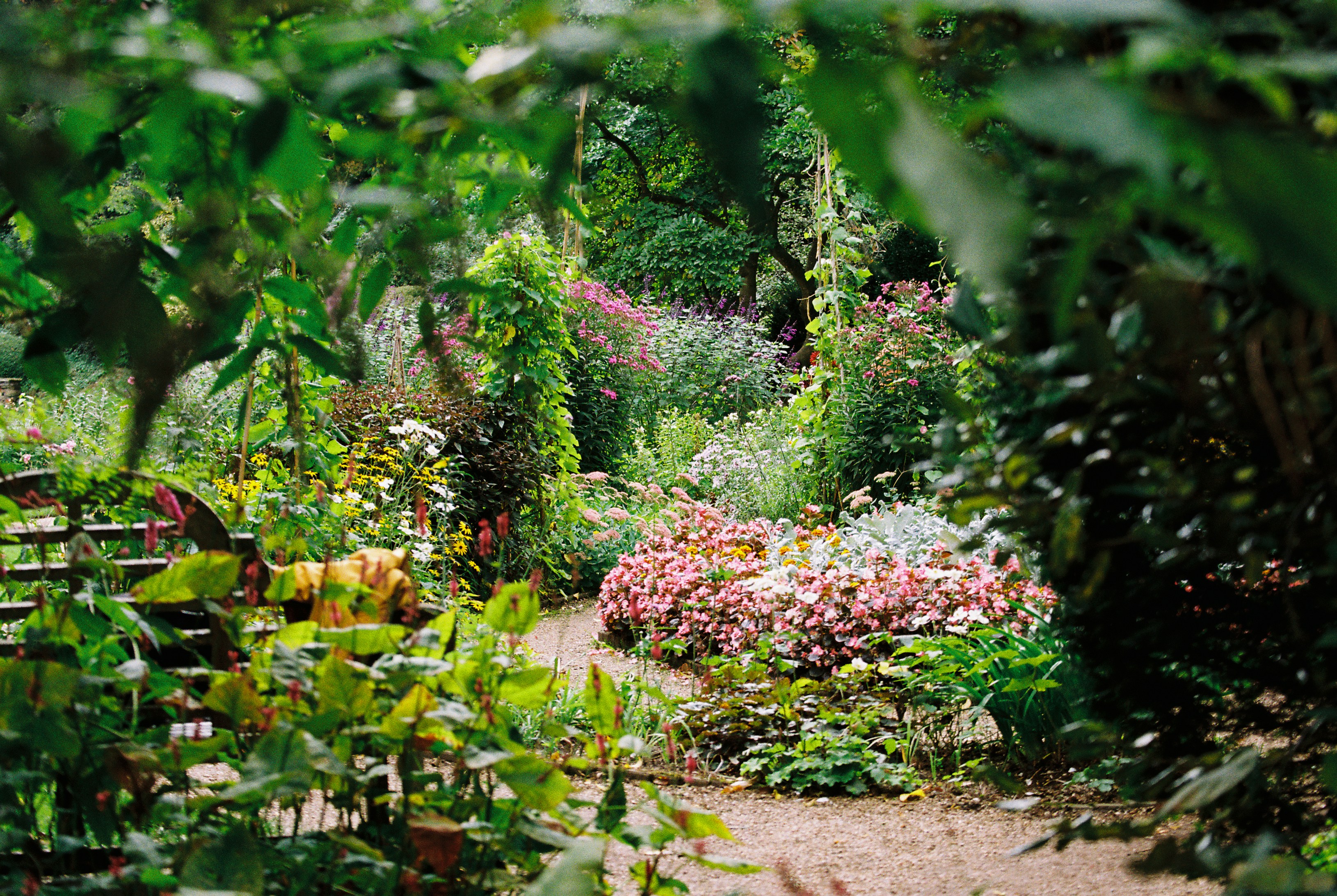 A gravel path winding through lush garden borders of pink flowers and green foliage
