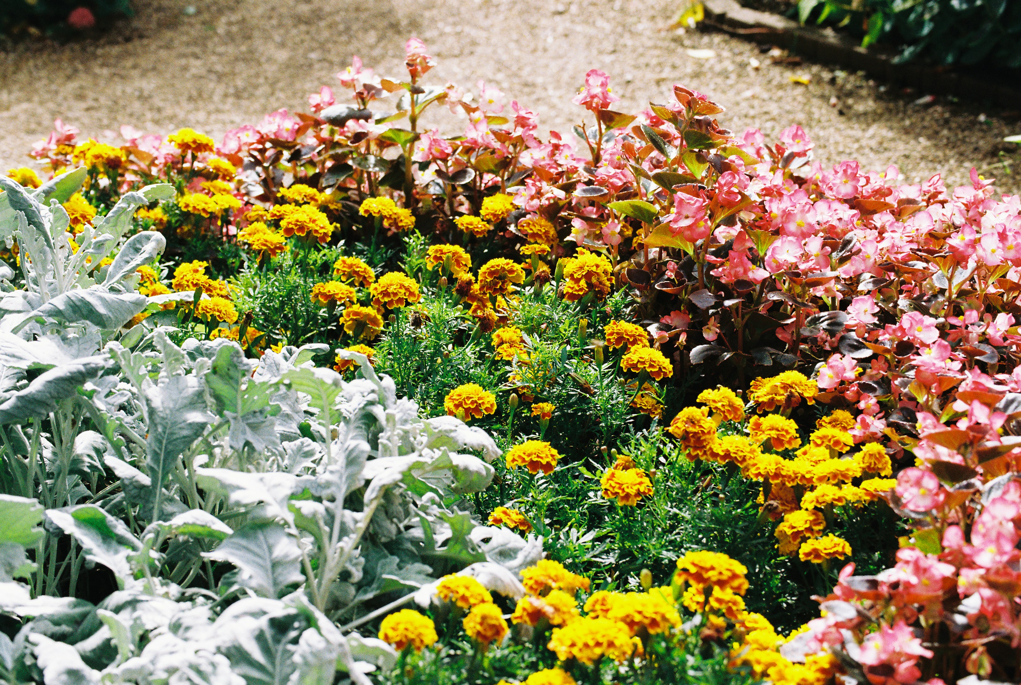 Orange marigolds, pink flowers, and silver foliage in a garden border beside gravel