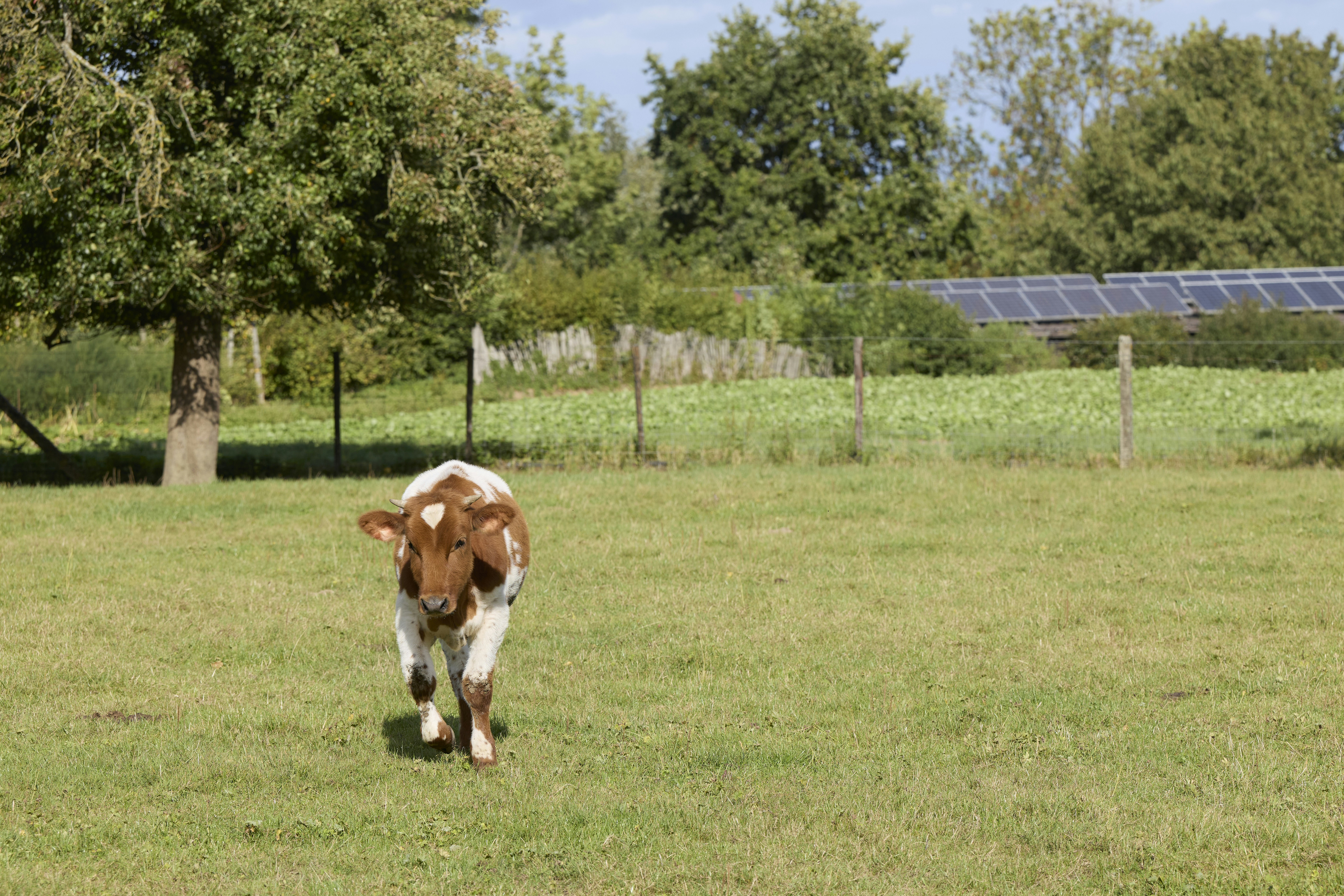 A brown and white calf walking through a green pasture with trees