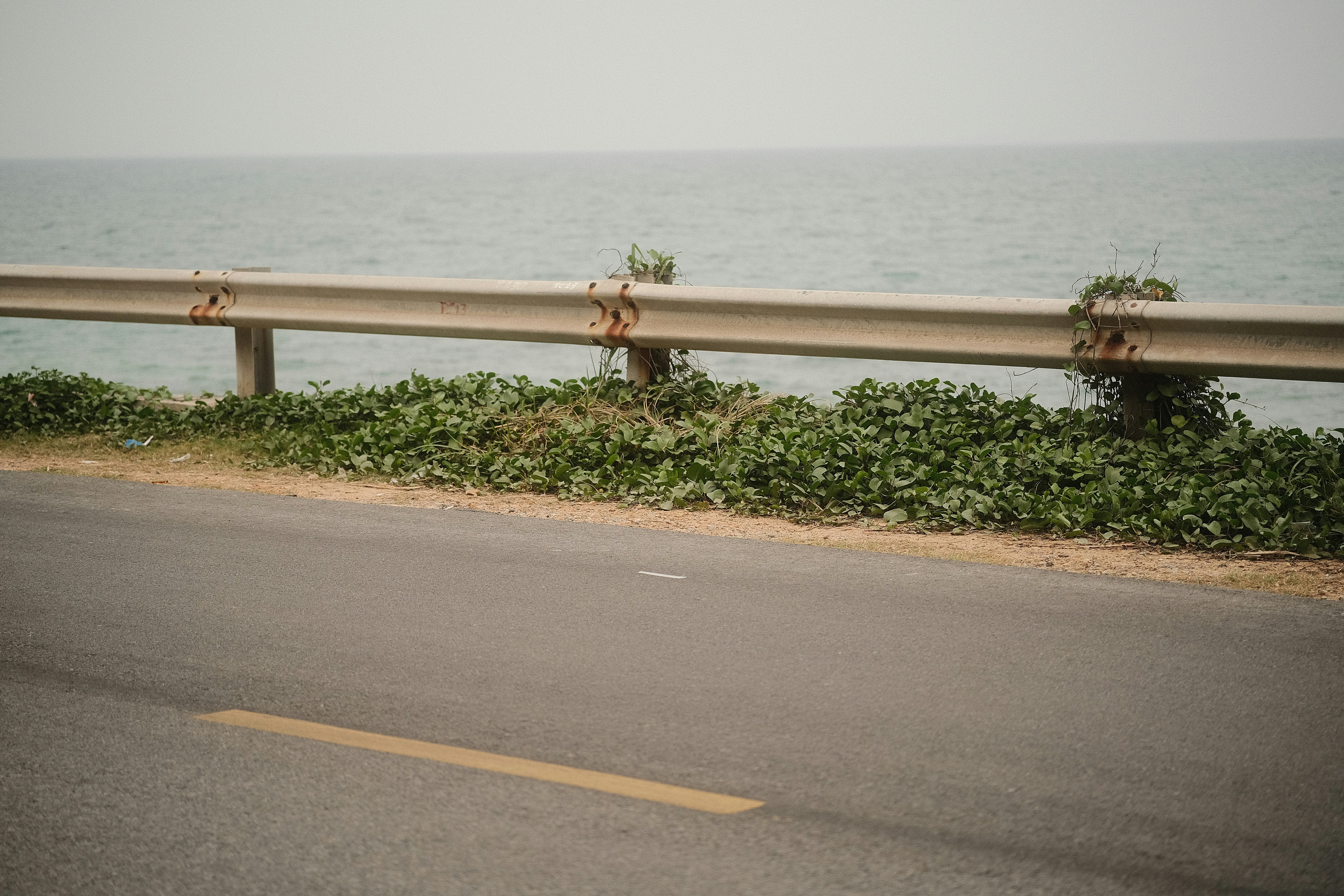 A metal guardrail along a coastal road with green vines and the ocean